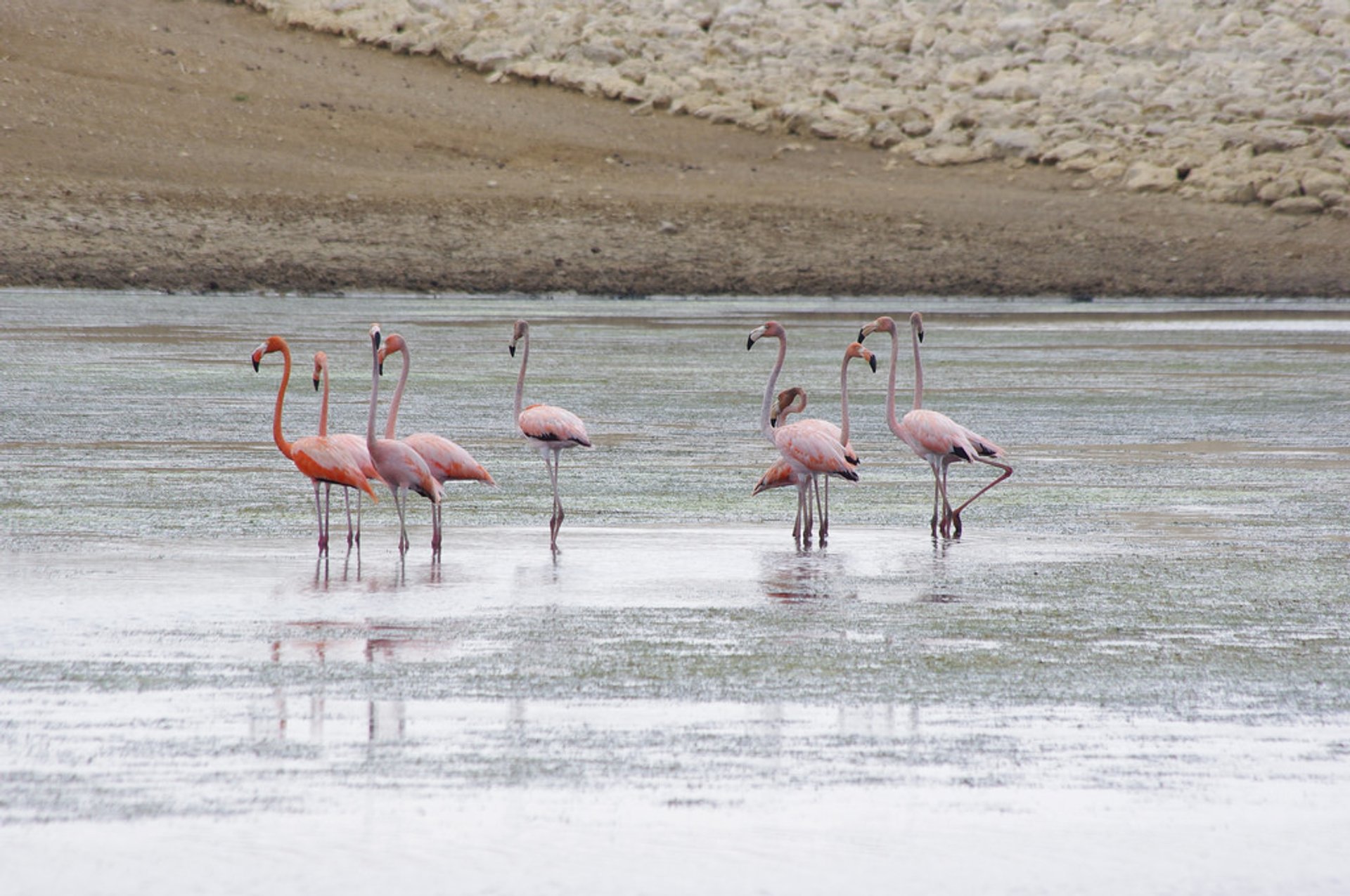 Flamants roses