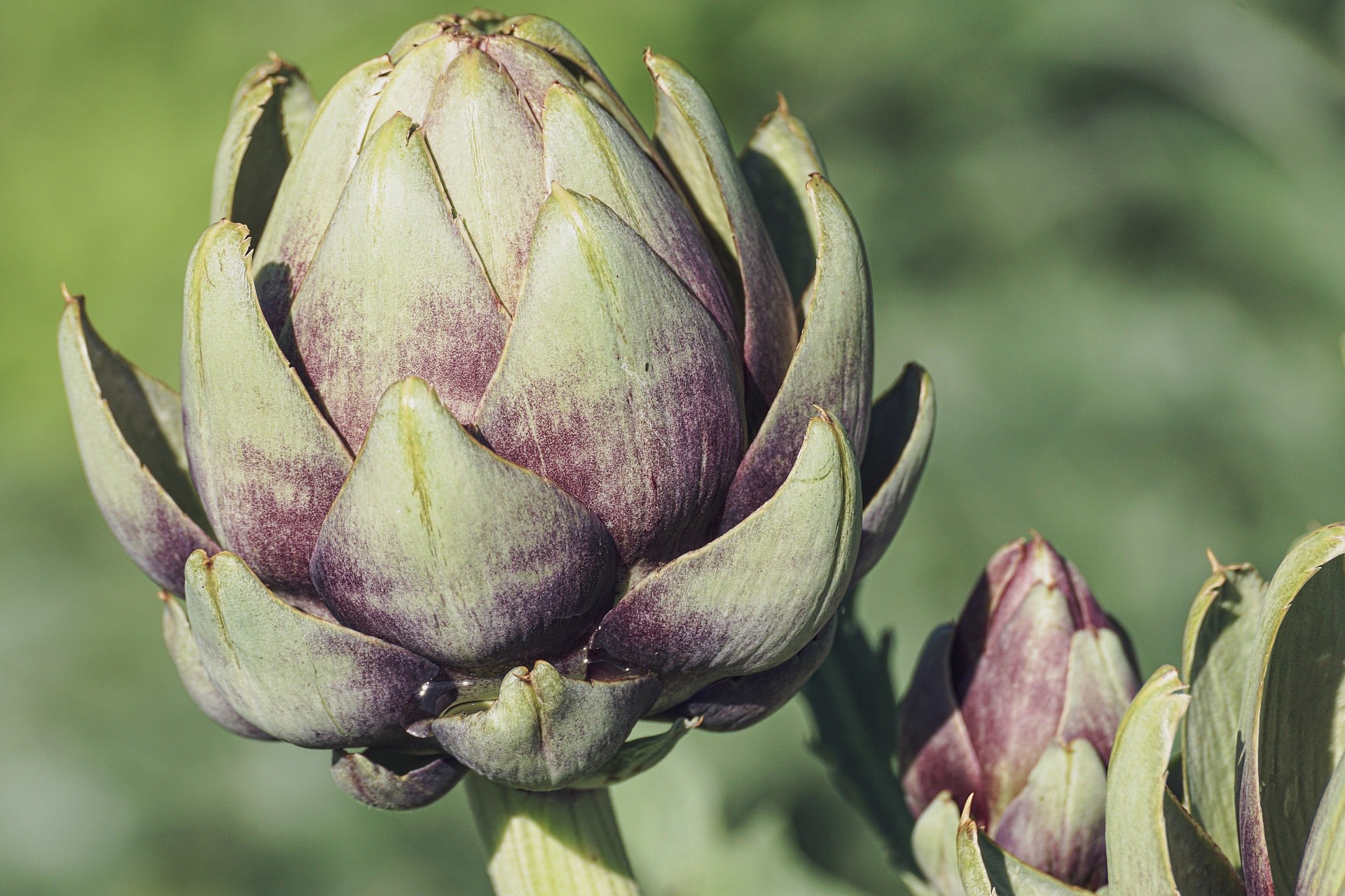 Artichoke Festival