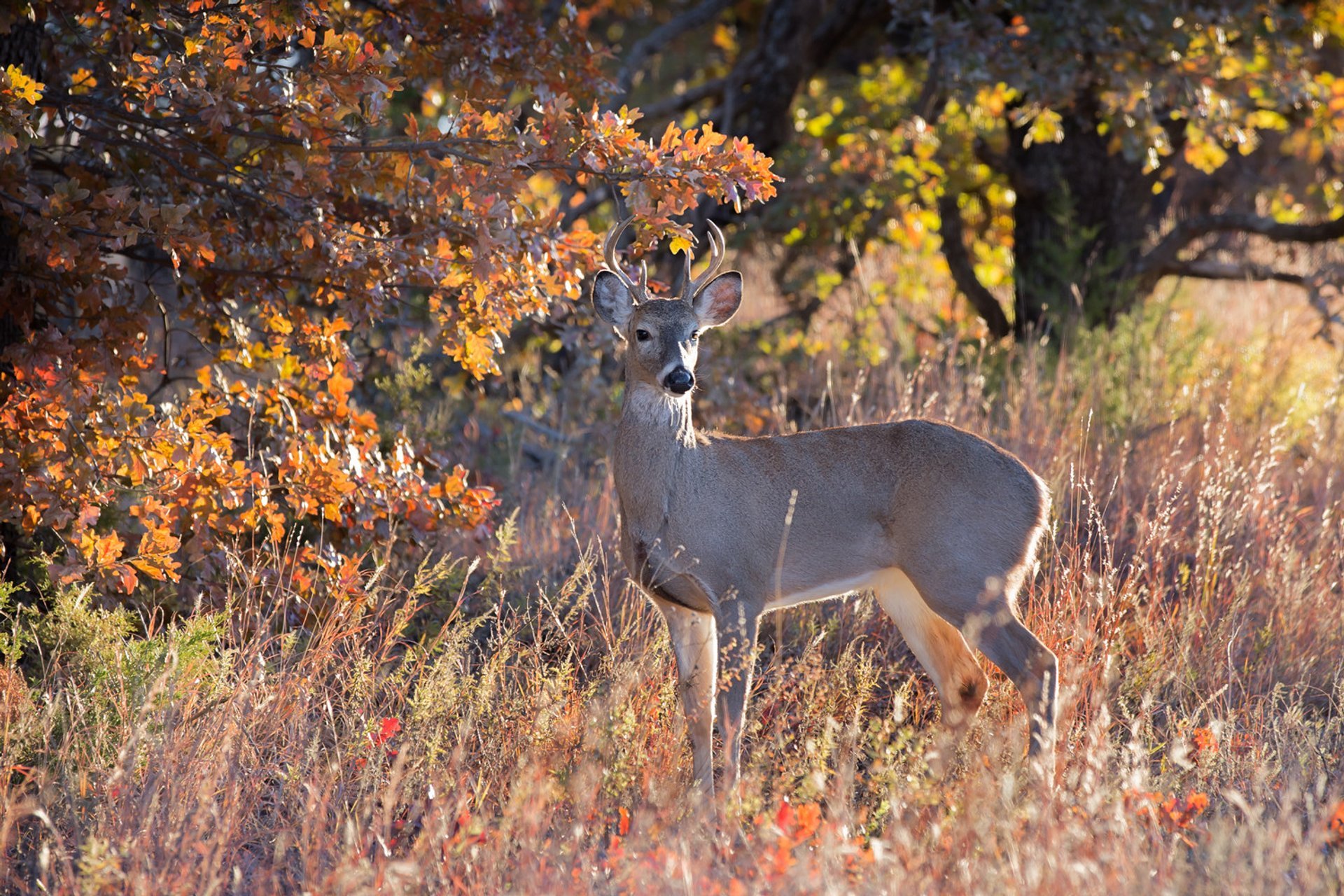 Oklahoma Herbstlaub