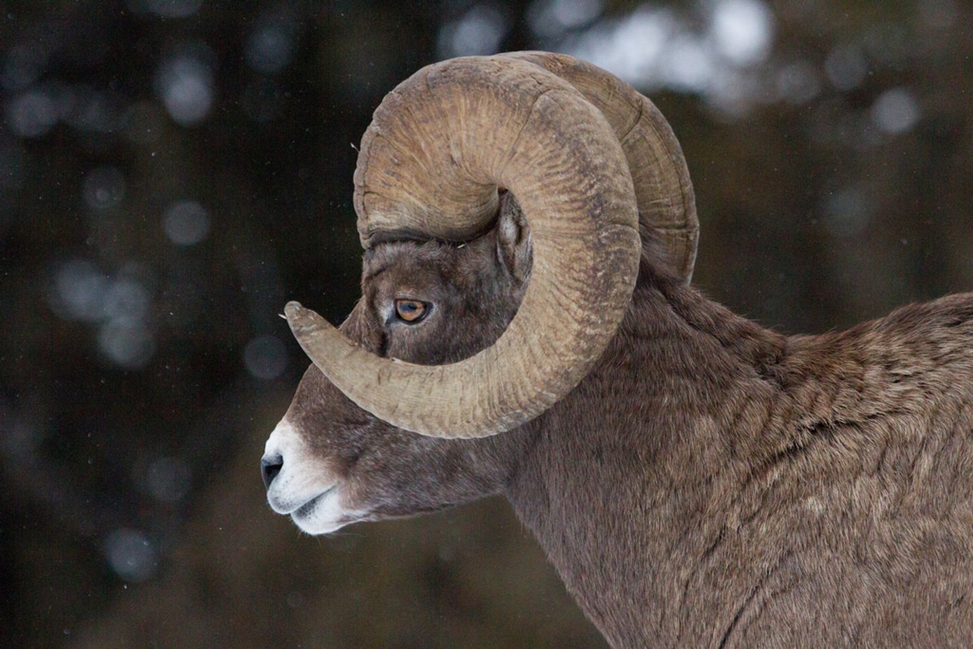 Mouflon canadien