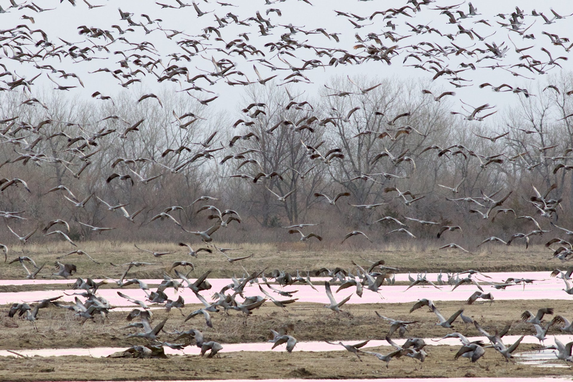 Best Time to See Sandhill Crane Migration in Alaska 2024 