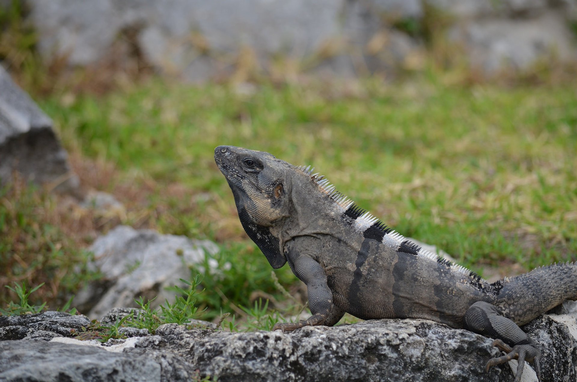 Iguanas à El Rey Ruines