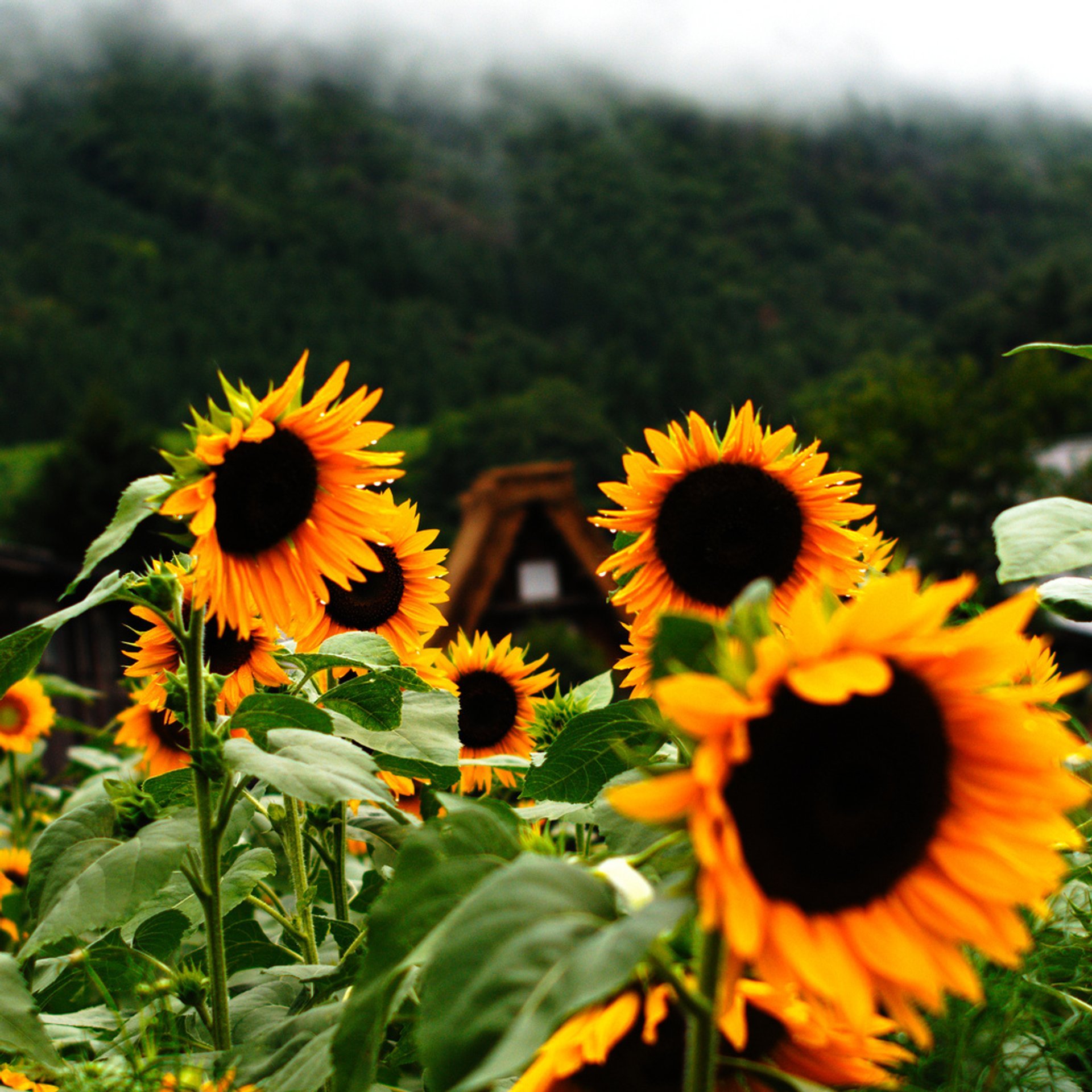 Tournesols