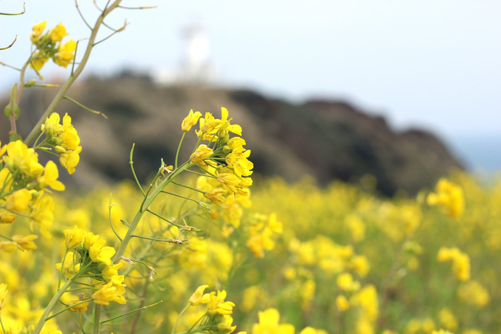 Canola (Yuche) Bloom sur l'île Jeju