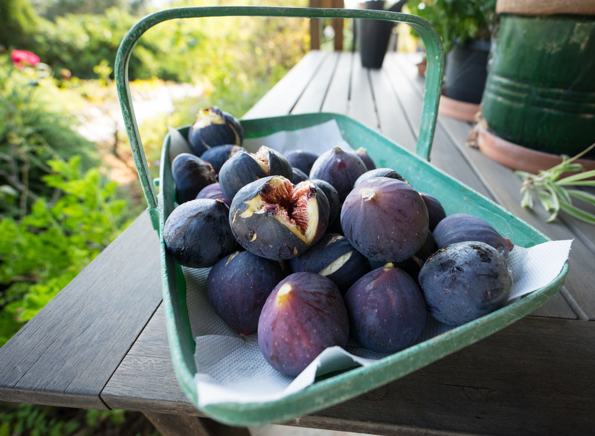 Saison de figues