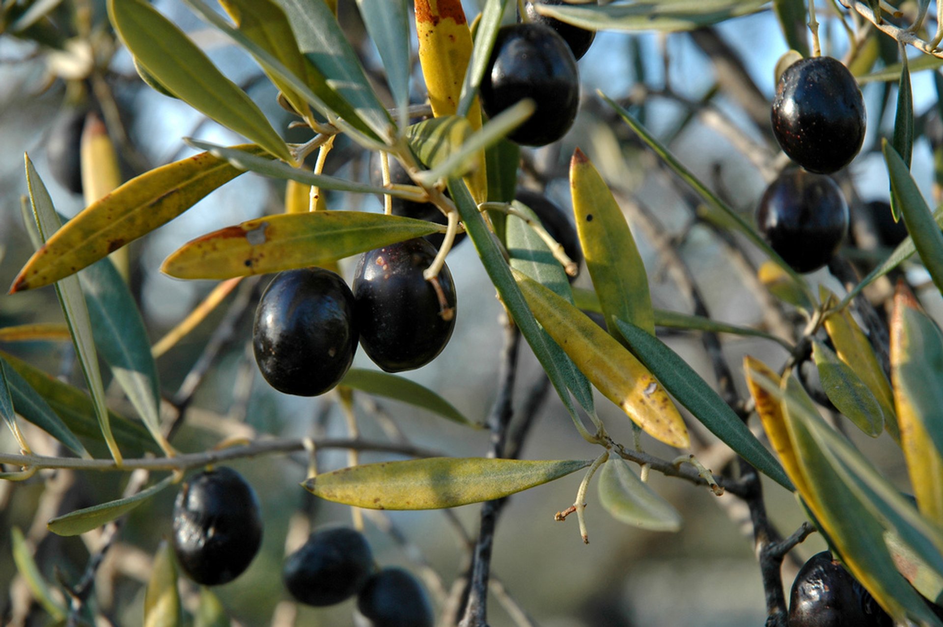 Aceitunas y aceite de oliva