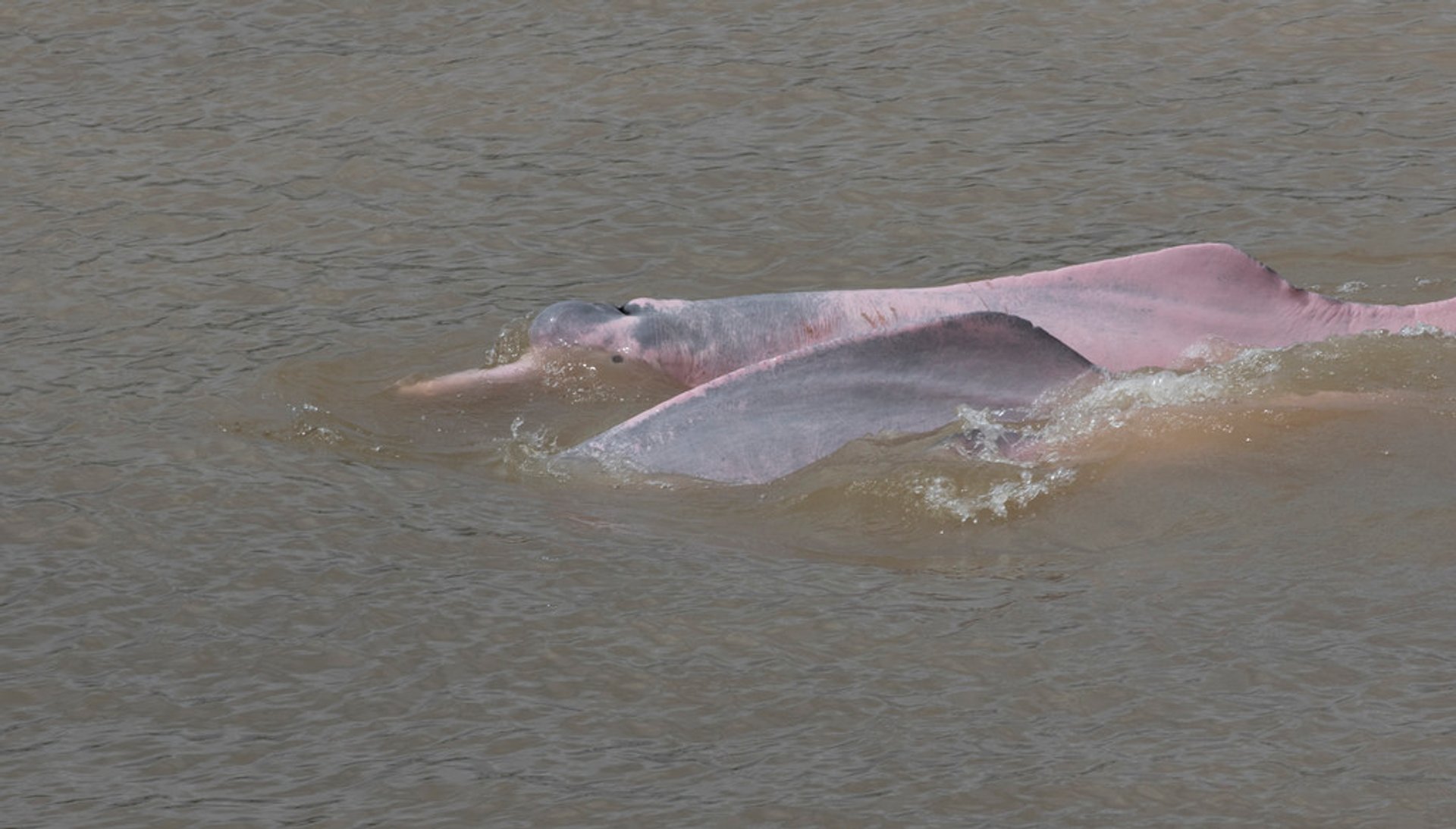 Stagione di allevamento del delfino rosa