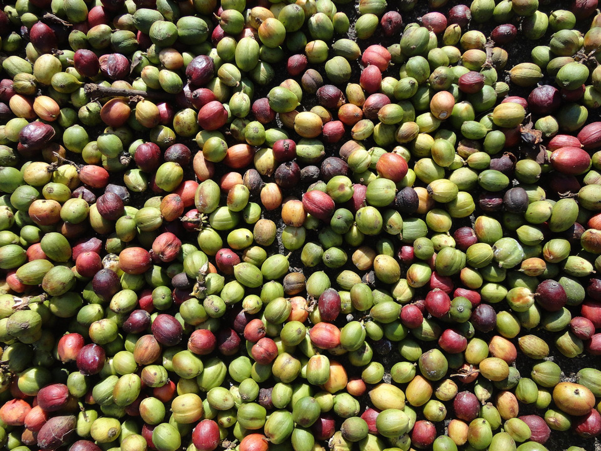 Coffee Harvest