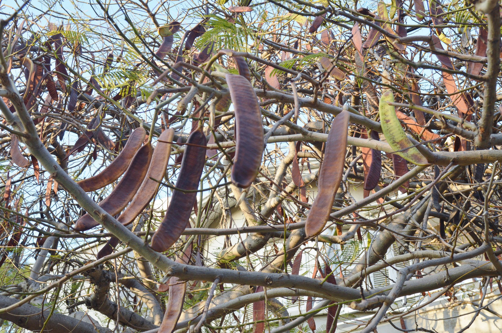 Cosecha de algarrobas