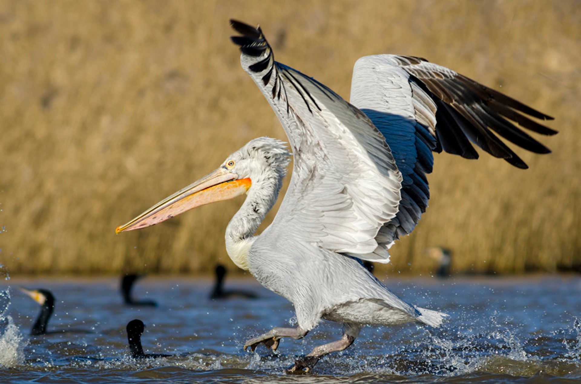 Dalmatian Pelicans