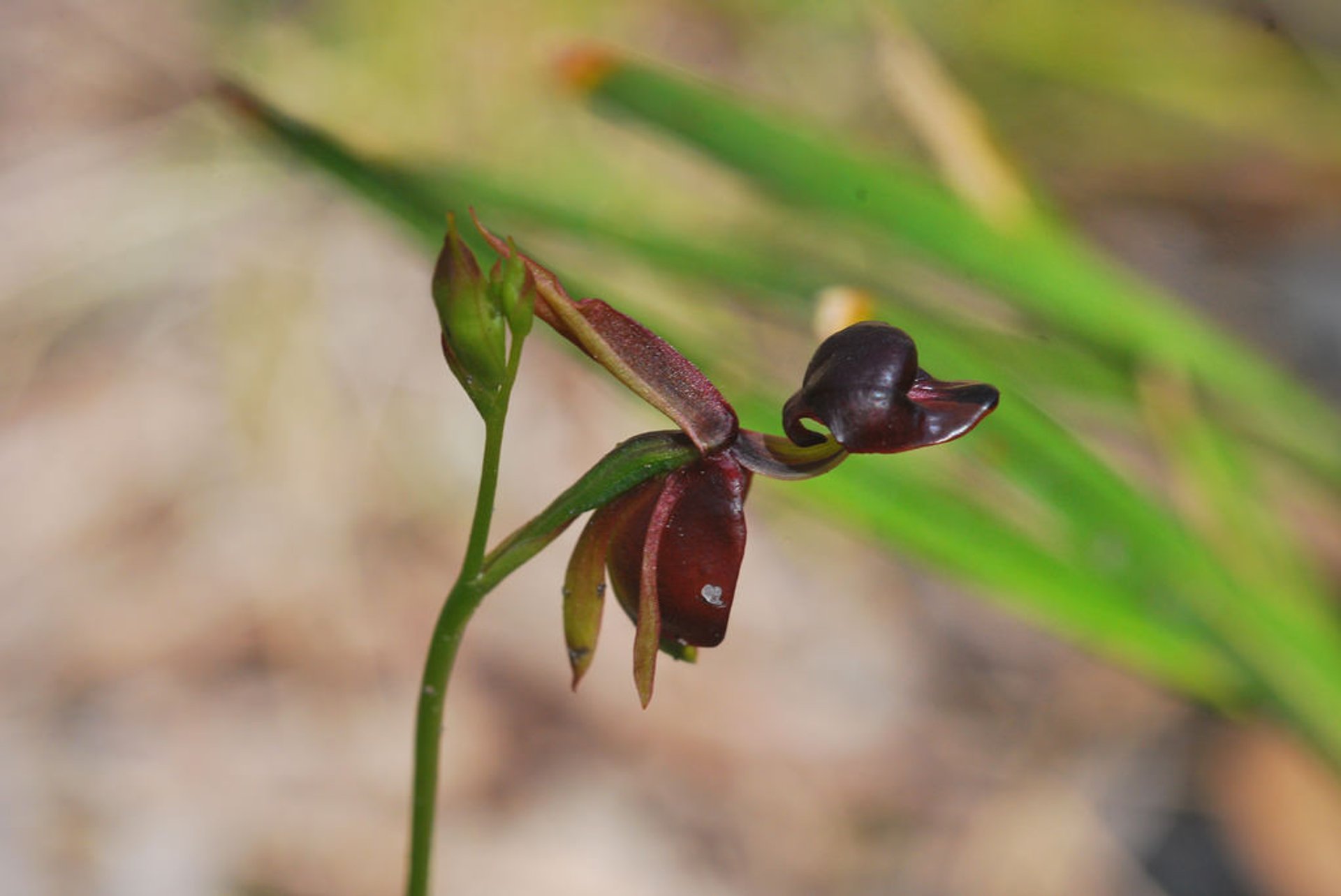 Orchidée de canard volant