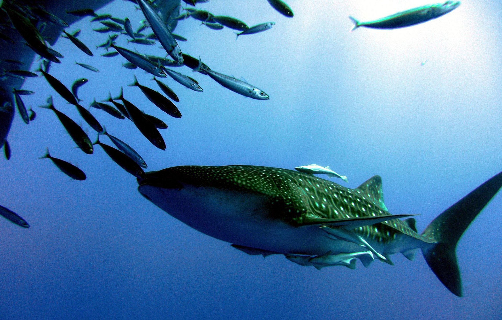 Tiburones en el Mar Rojo