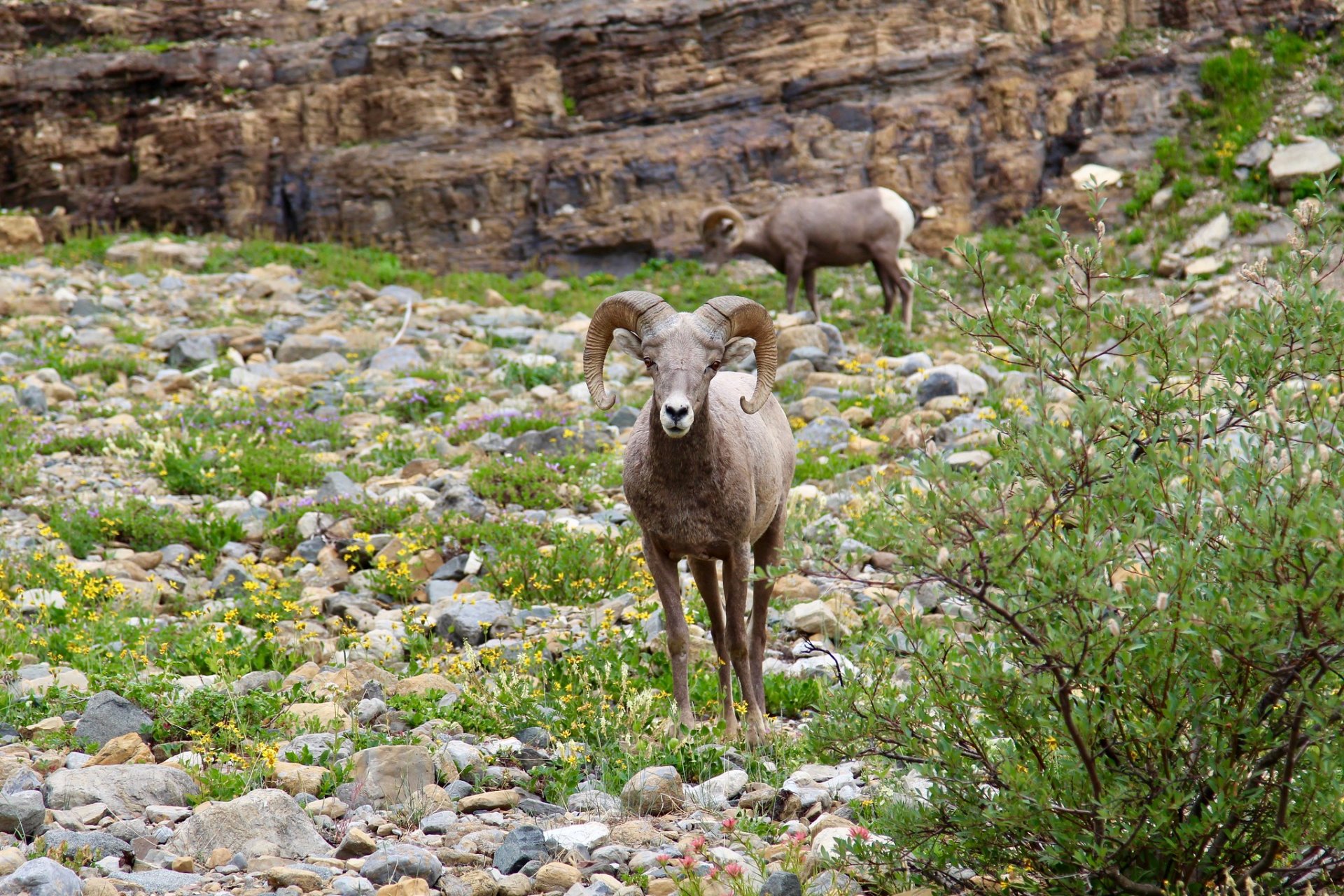 Bighorn Sheep