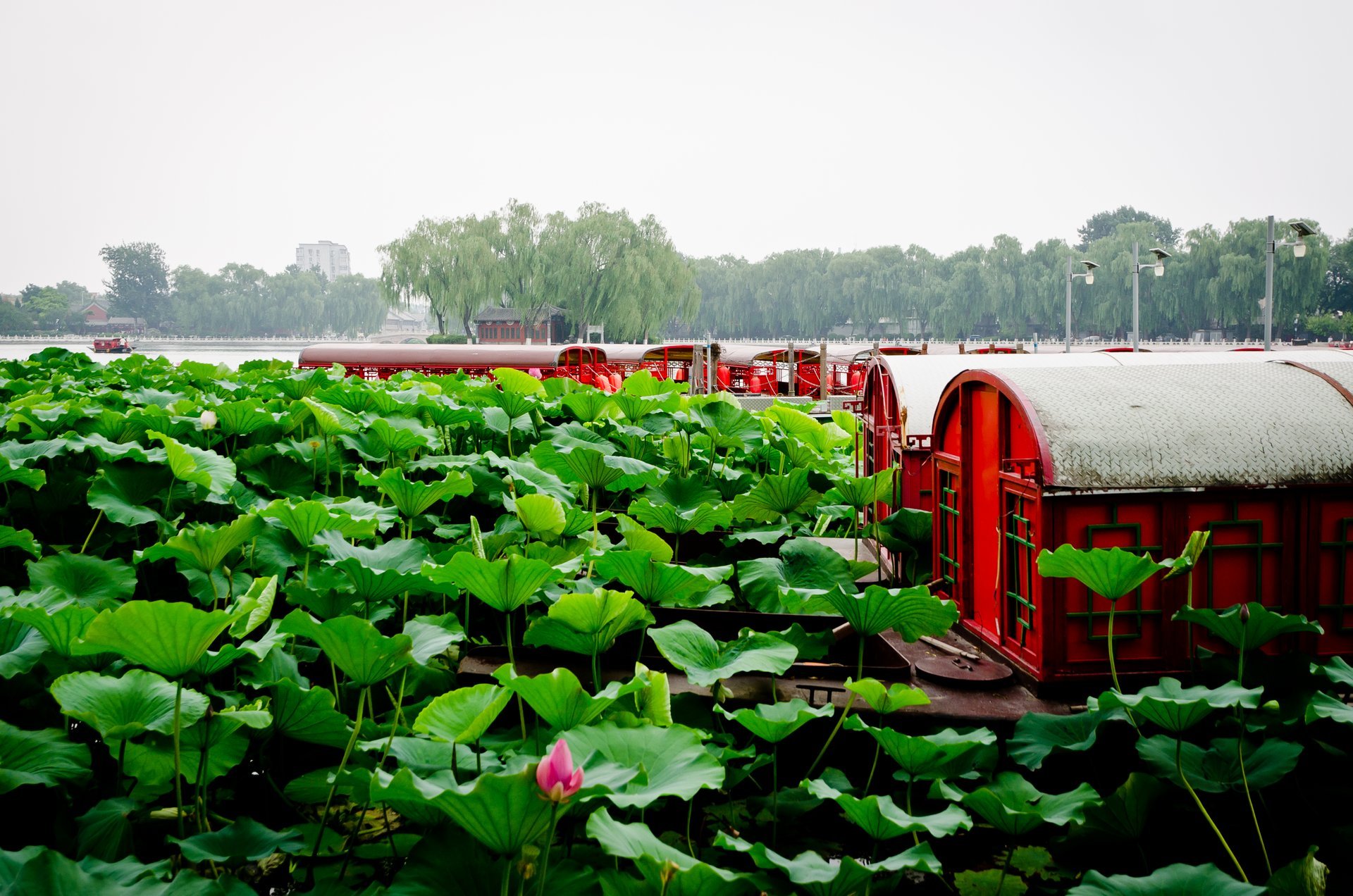 Beijing Lotus Market 