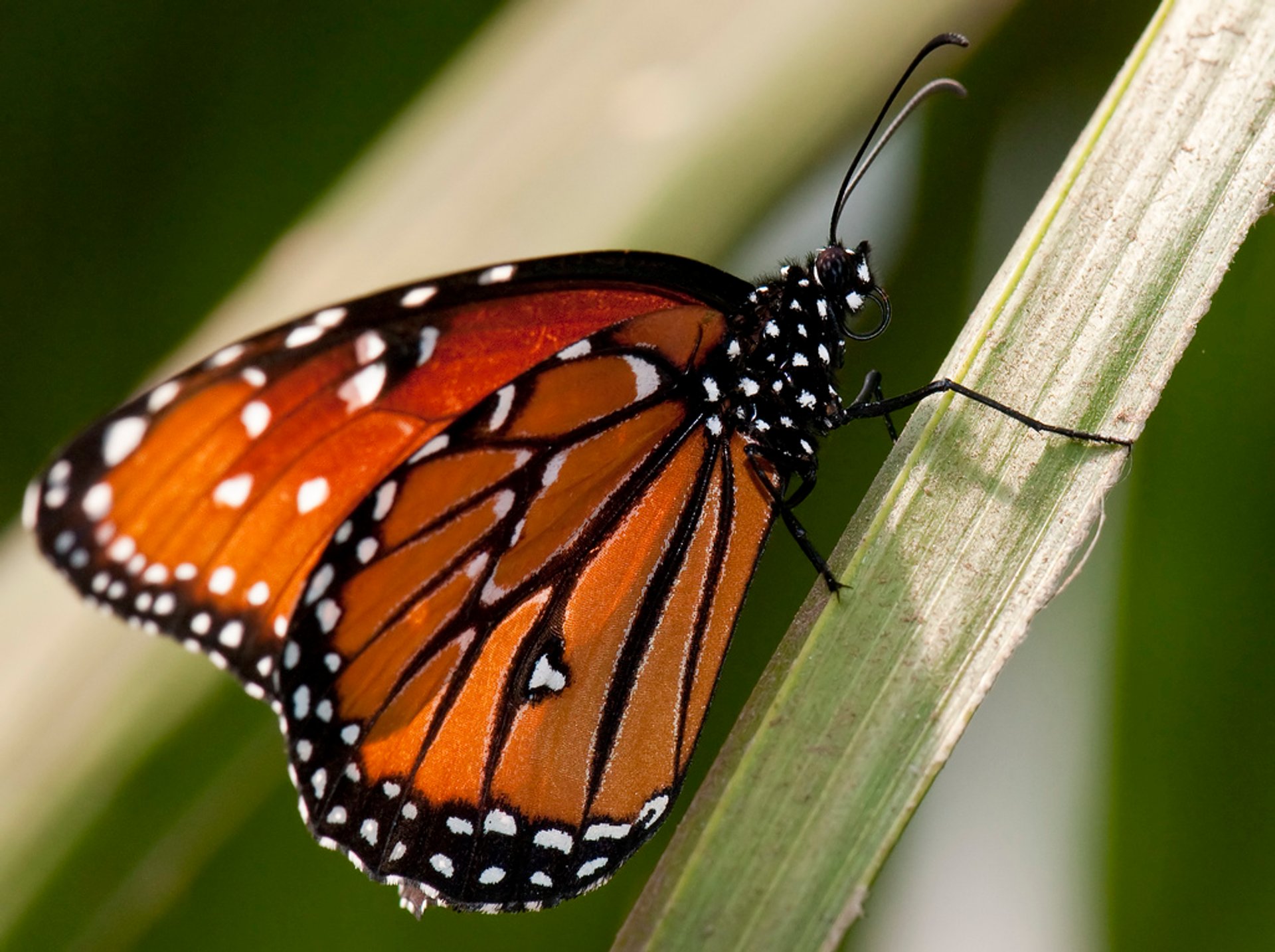 Papillons de monarque