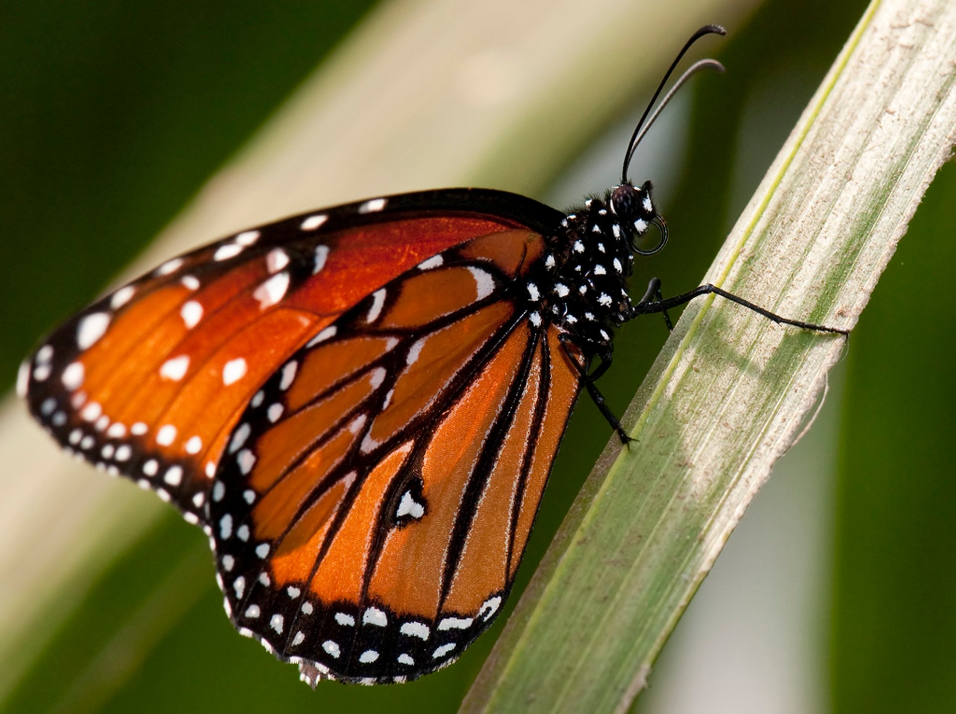 Mariposas monárquicas