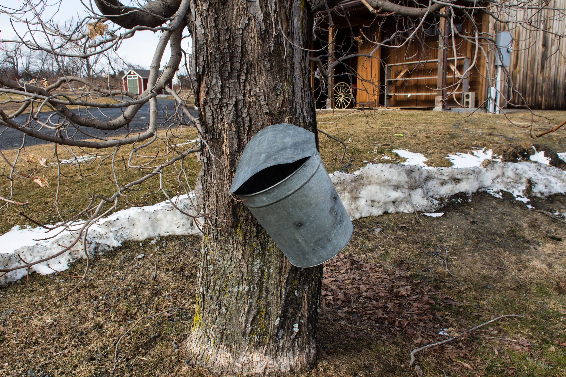 Maple Syrup Season in Vermont 2024 Rove.me