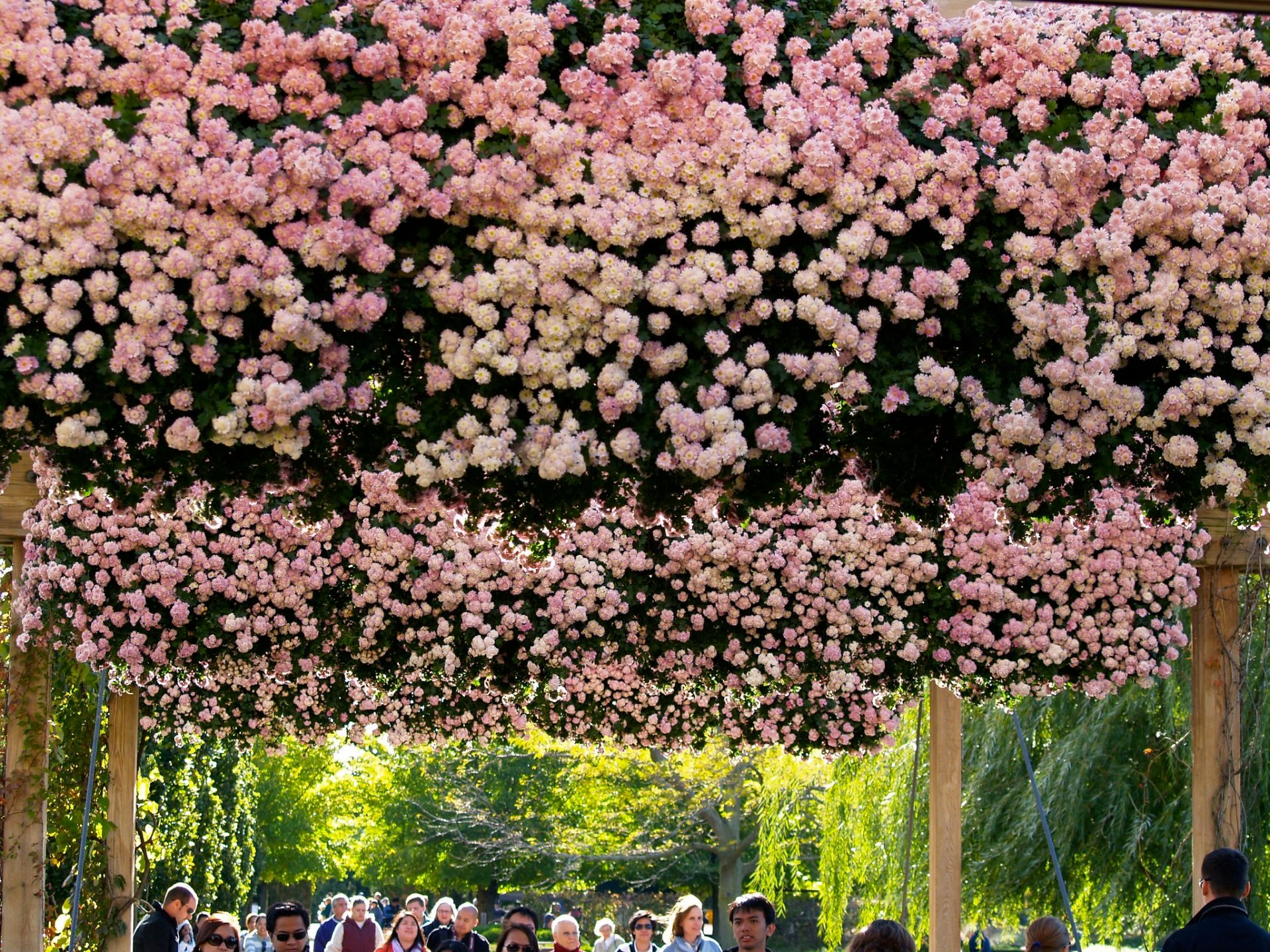 Flor de cerezo en Chicago