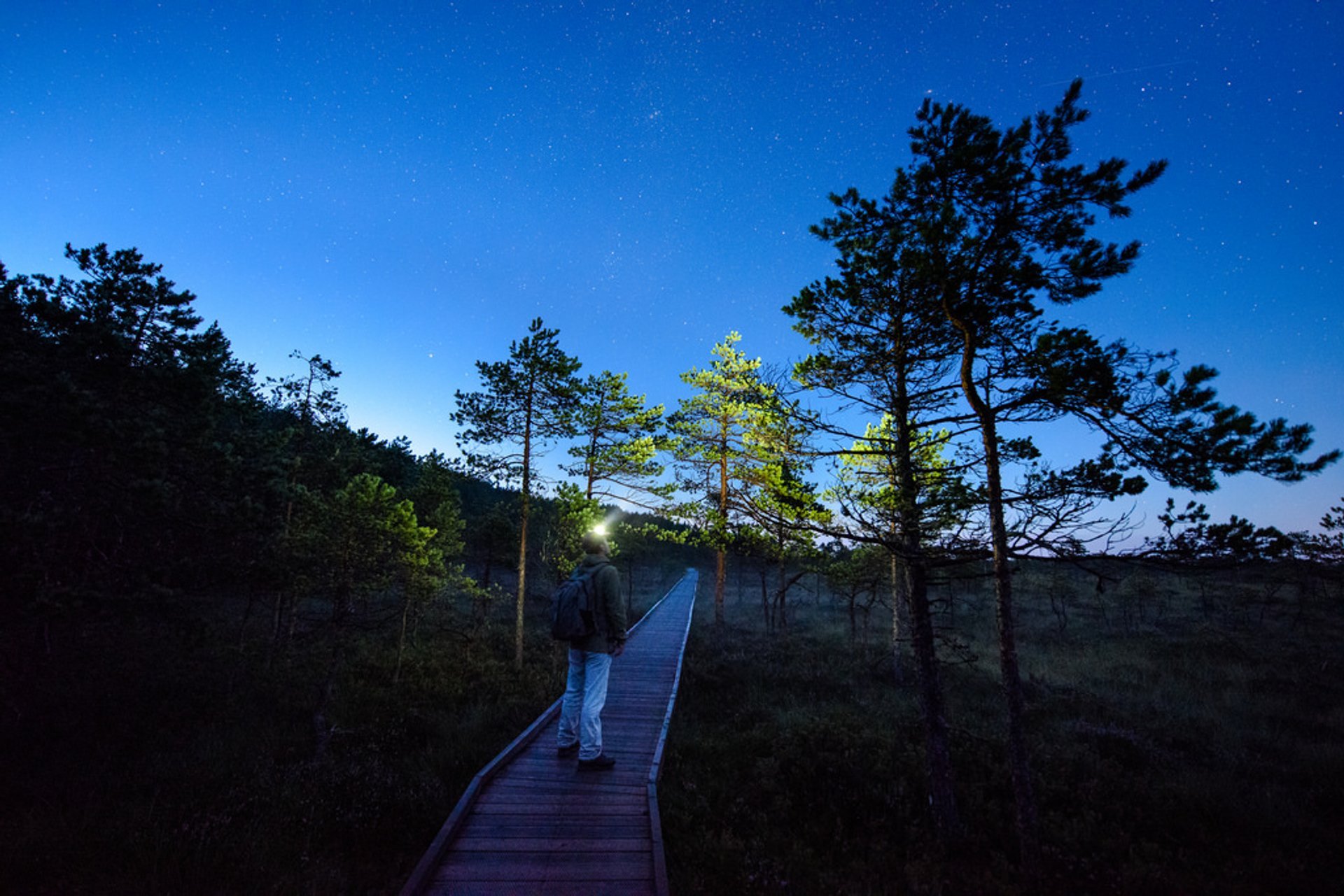 Bog Walking