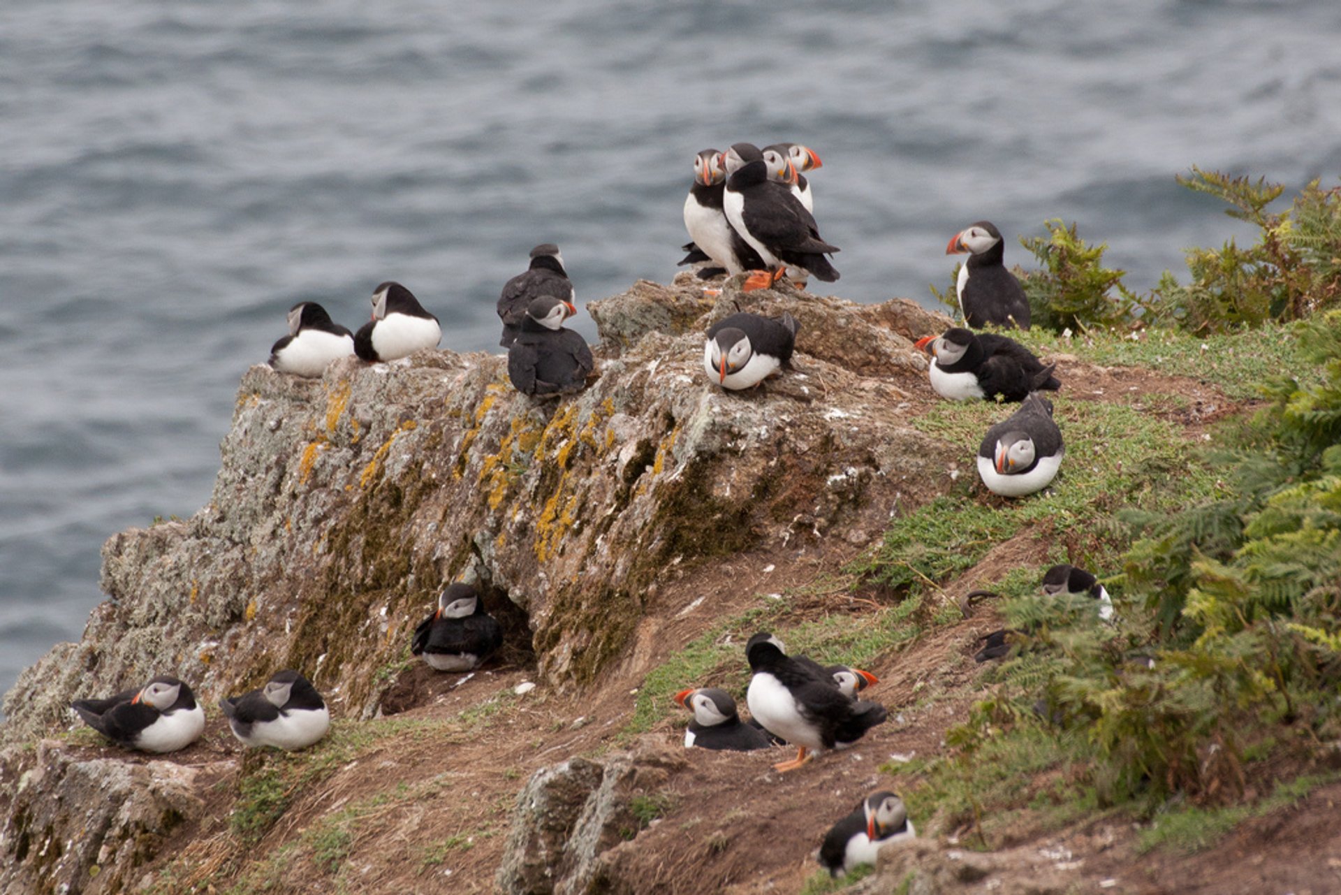 Atlantic Puffins on Skomer