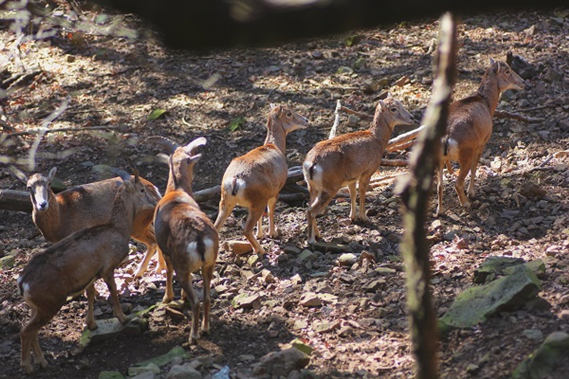 Zypern Mouflon: Wilde Schafe