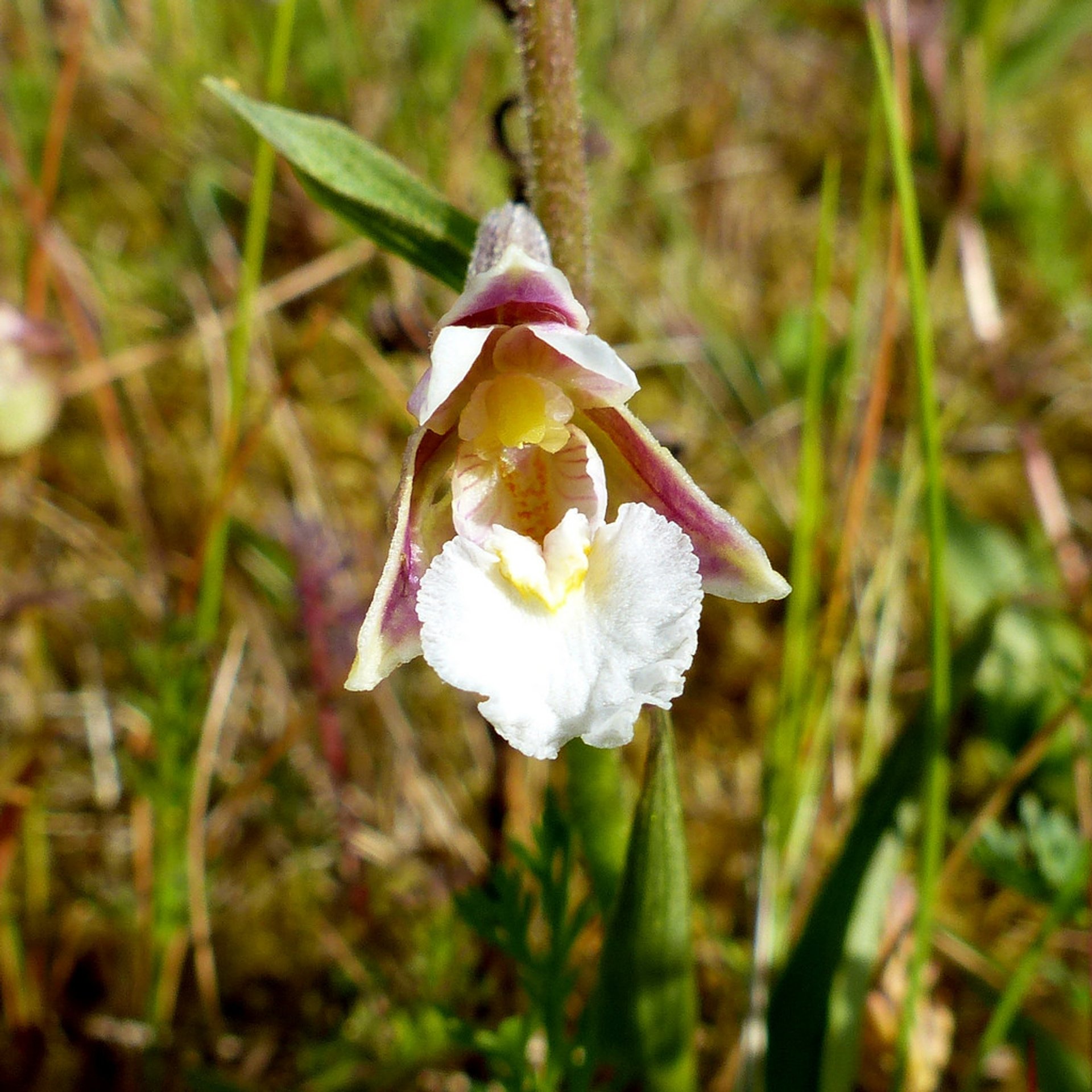 Orchids at Lauwersmeer