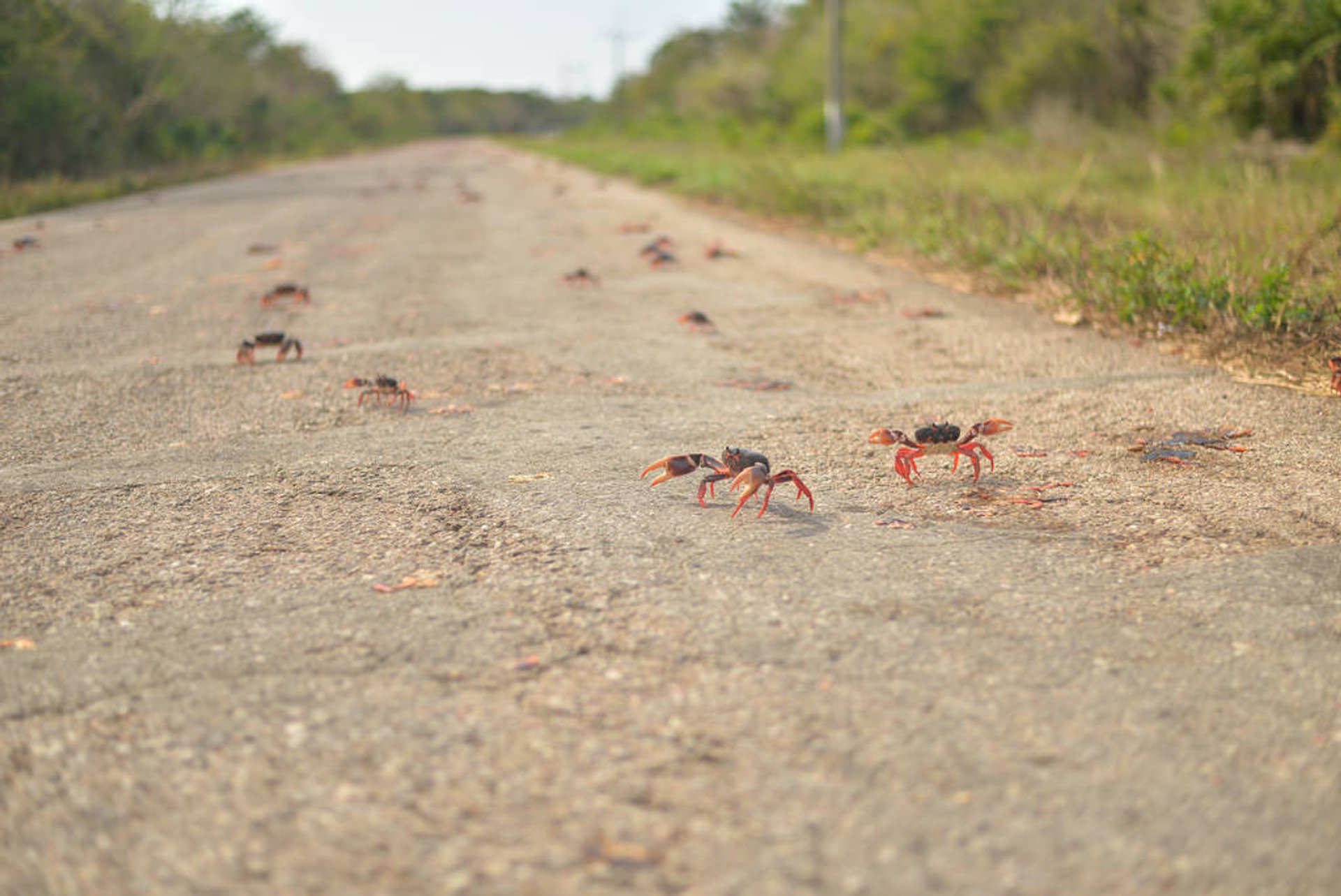 Migrazione del crabe