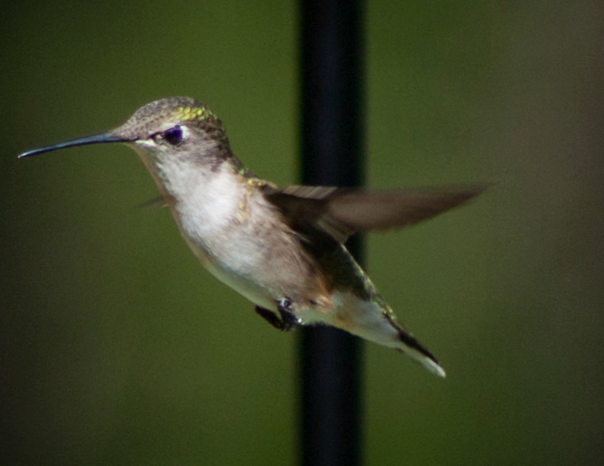 Colibríes