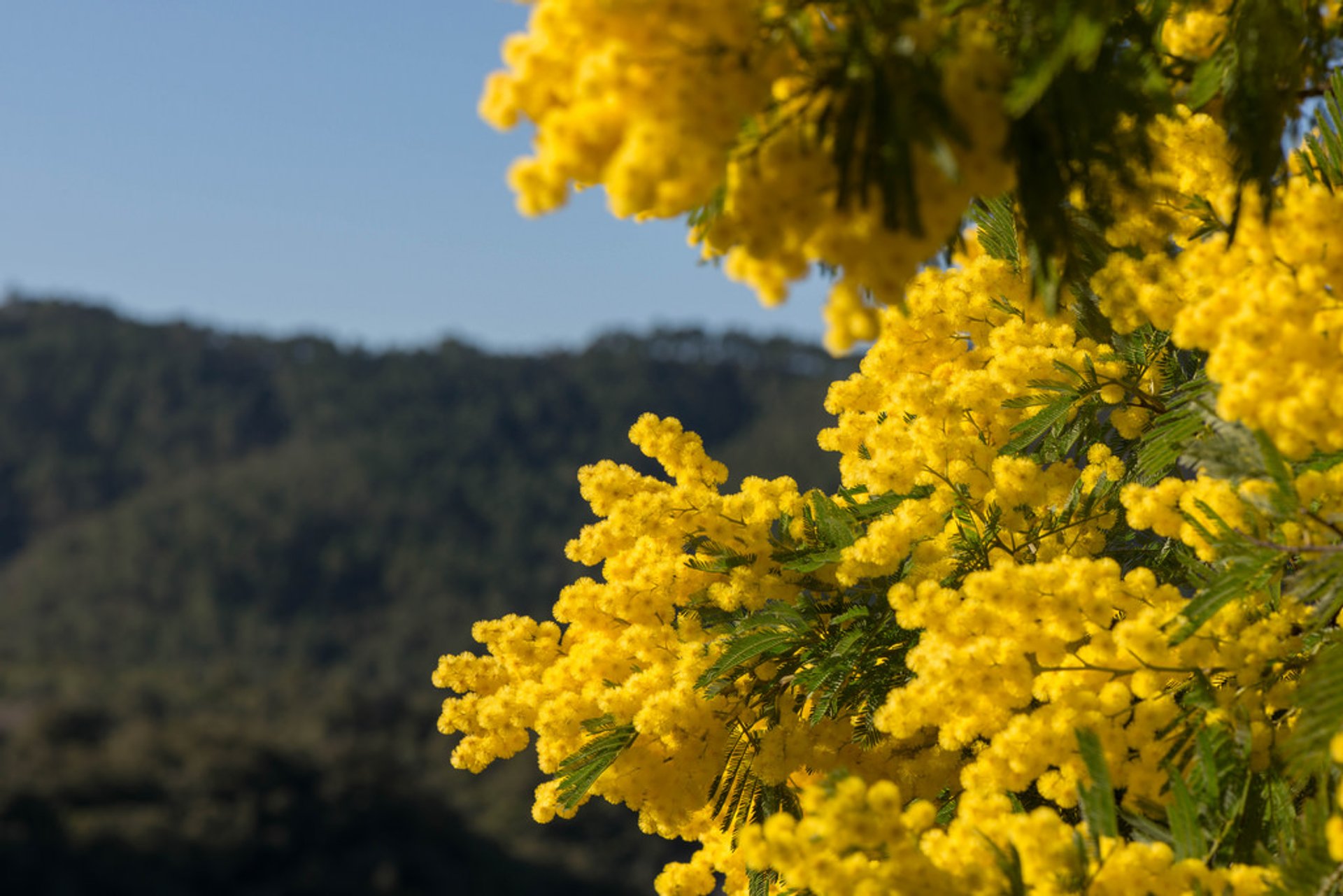 Best Time To See Mimosa Route In Provence French Riviera 2021