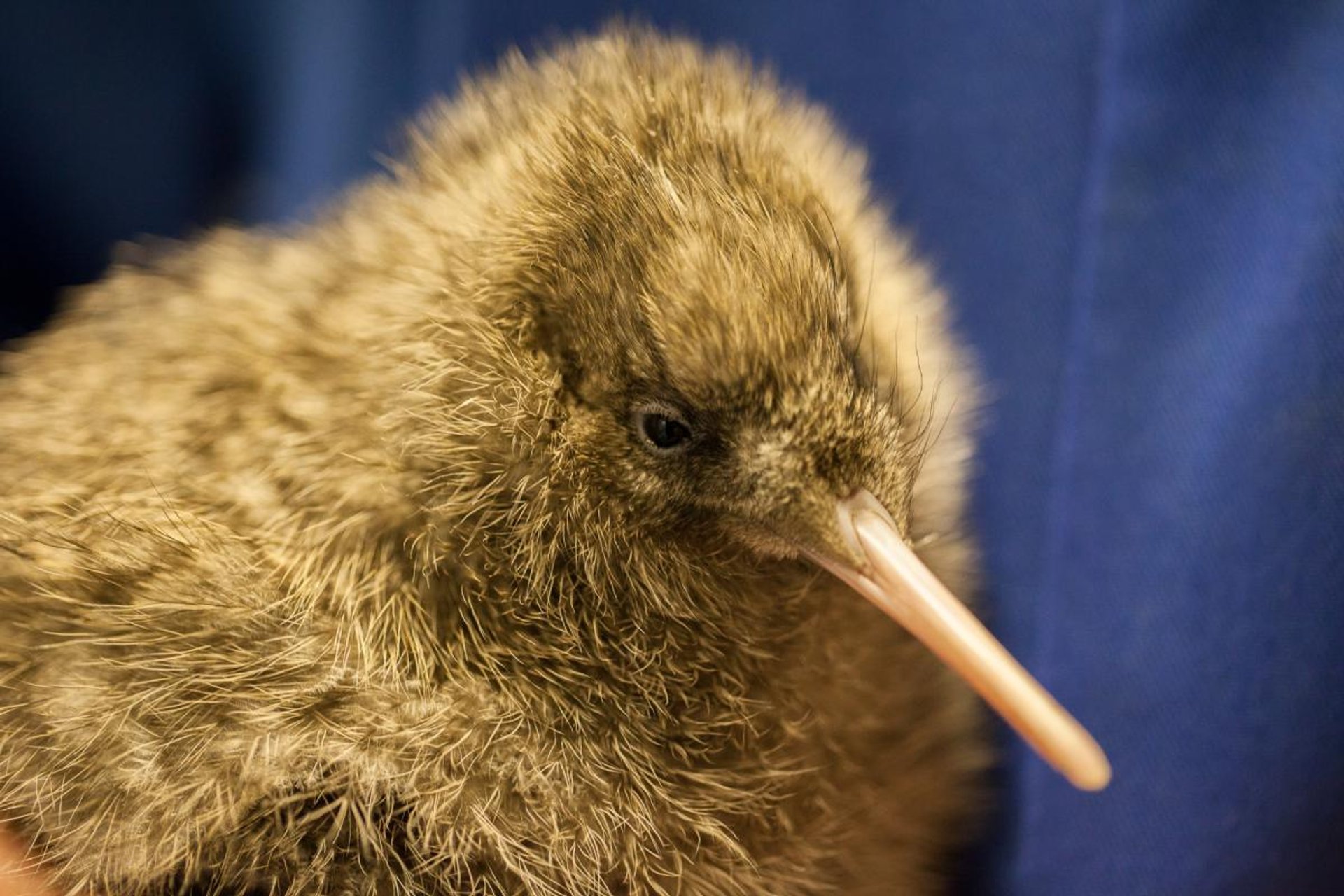 Temporada de cría de Kiwis