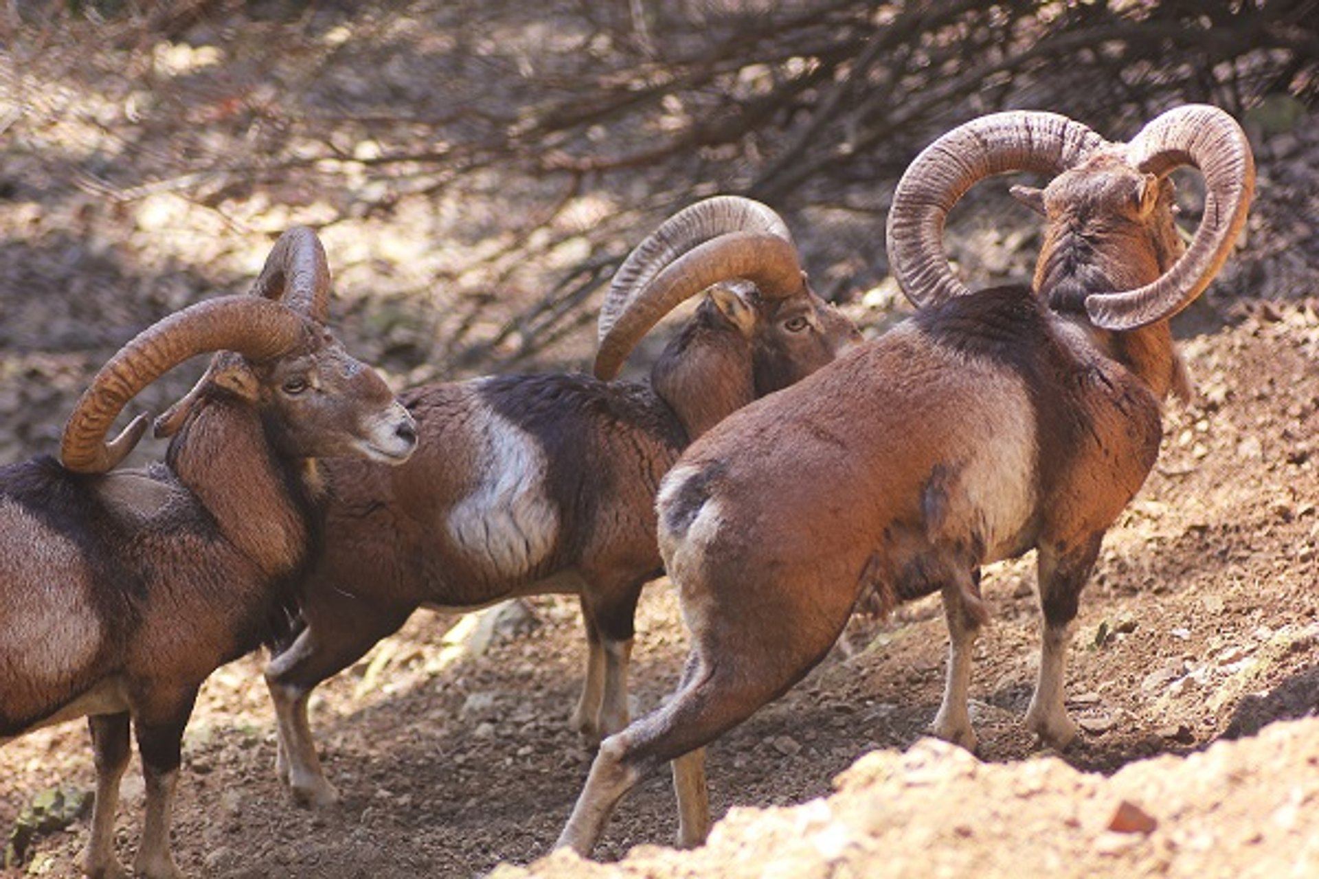 Cipro Mouflon: pecore selvatiche