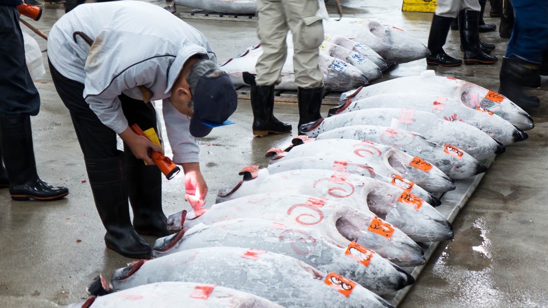 Toyosu Market