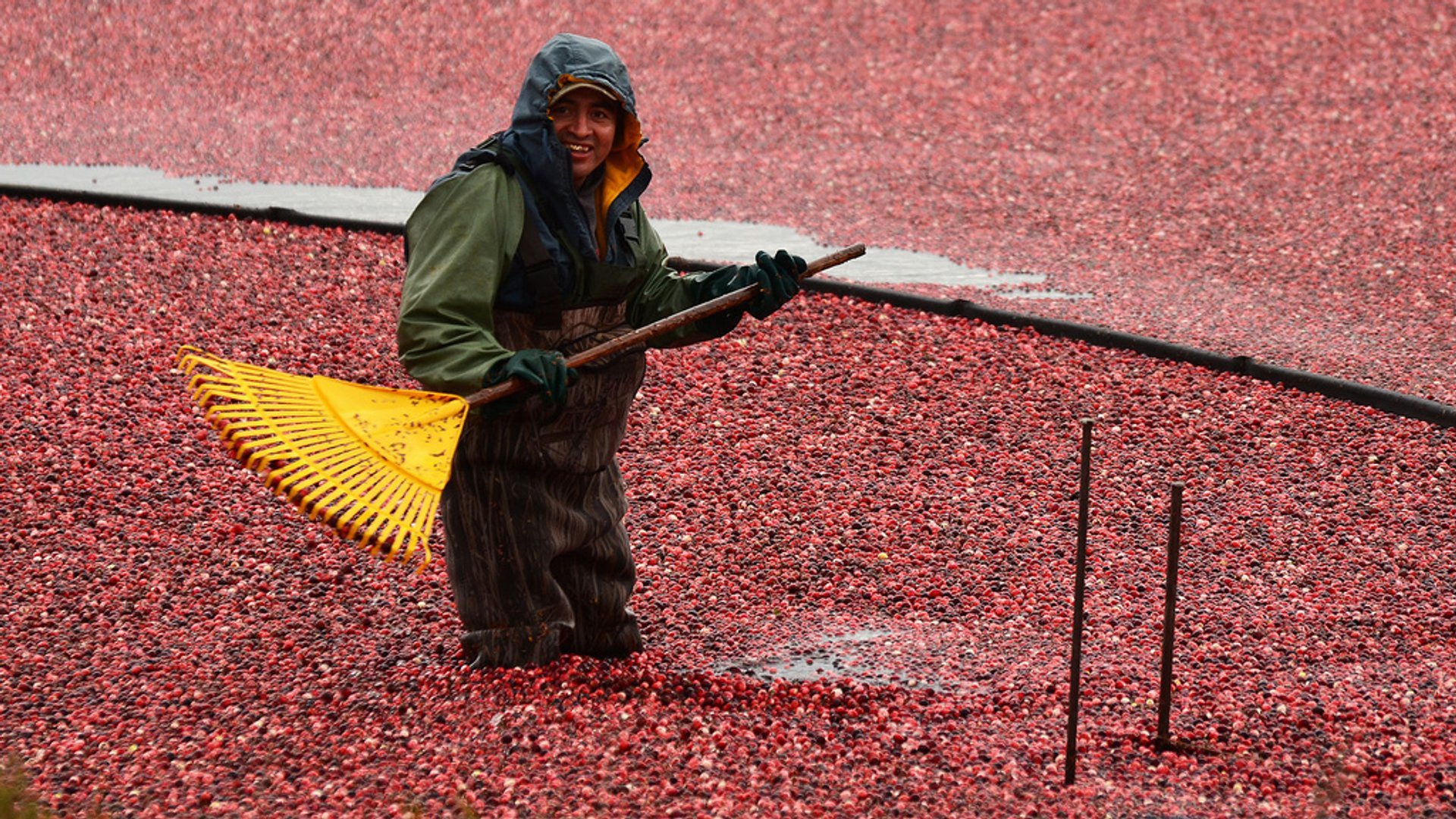 Raccolta del mirtillo rosso