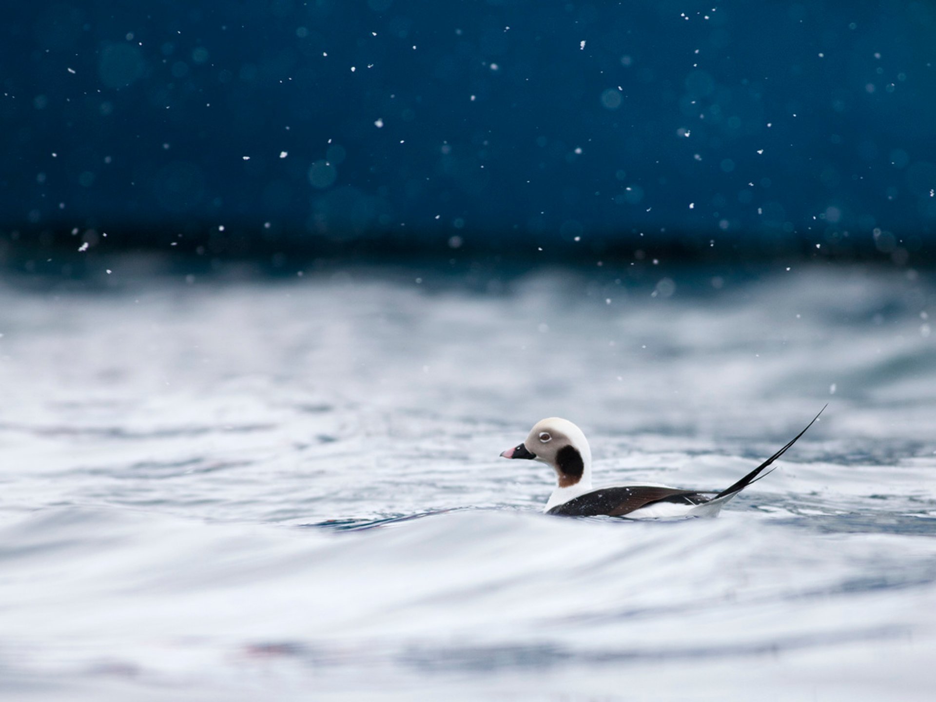 Arctic Sea Ducks