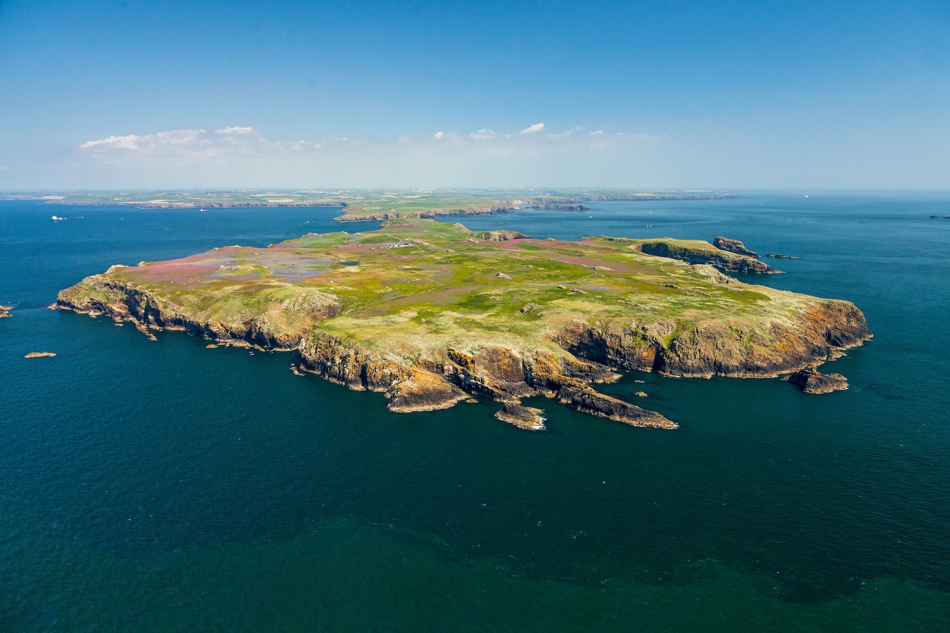 Macareux moines en Skomer