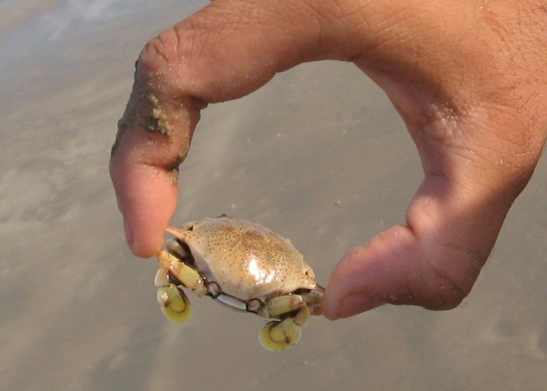 Crab Catching 