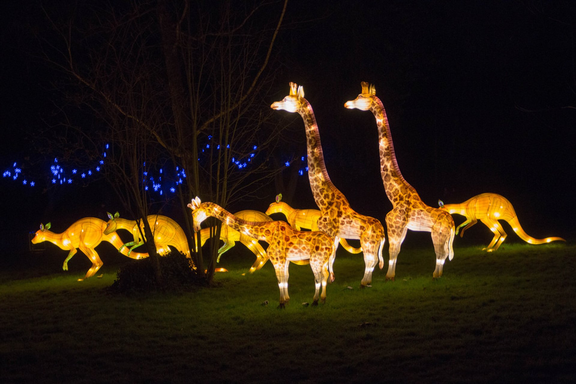 nederdel Have en picnic trådløs Lightopia Festival London 2020 - Dates