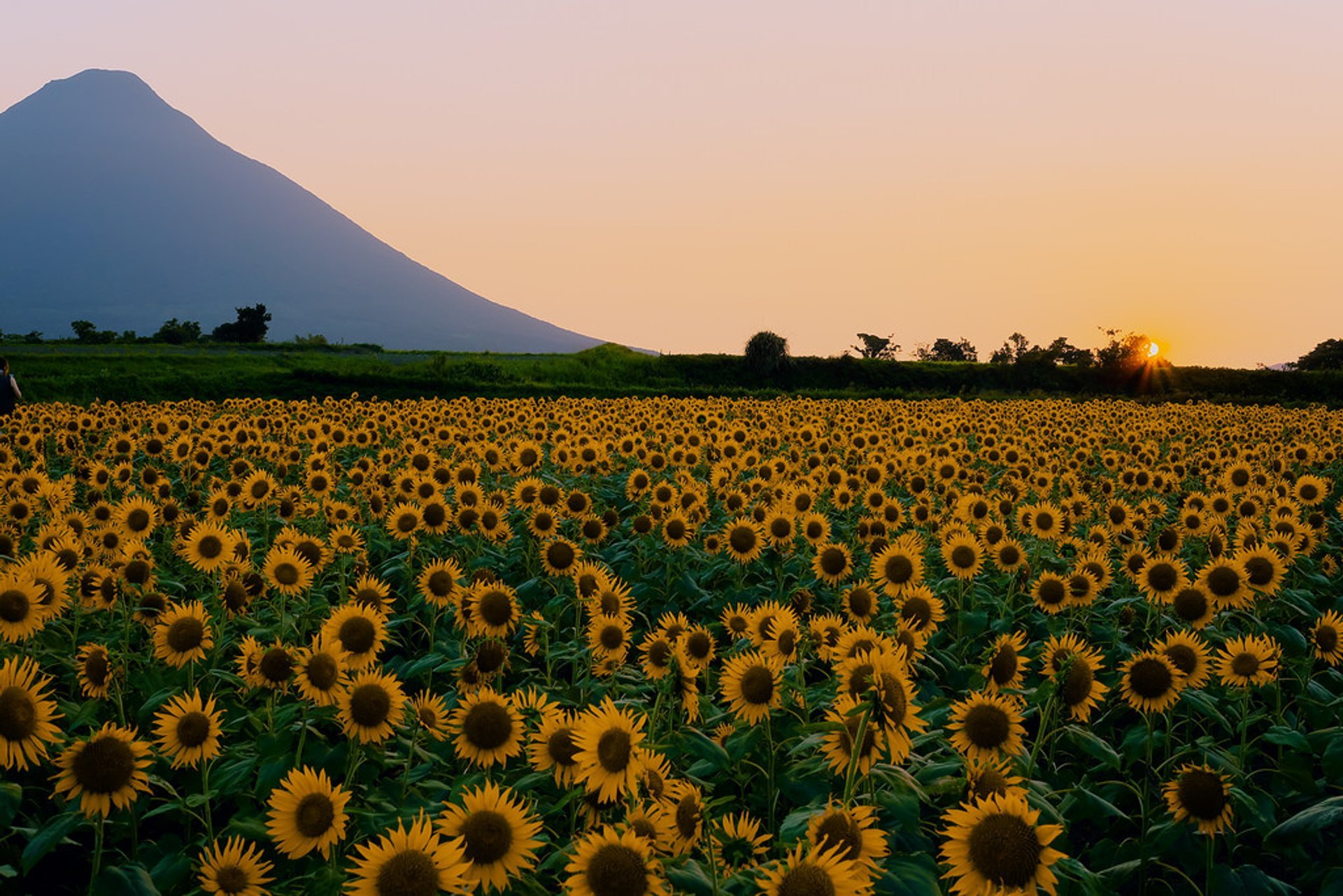 Girasoles en Japón, 2023