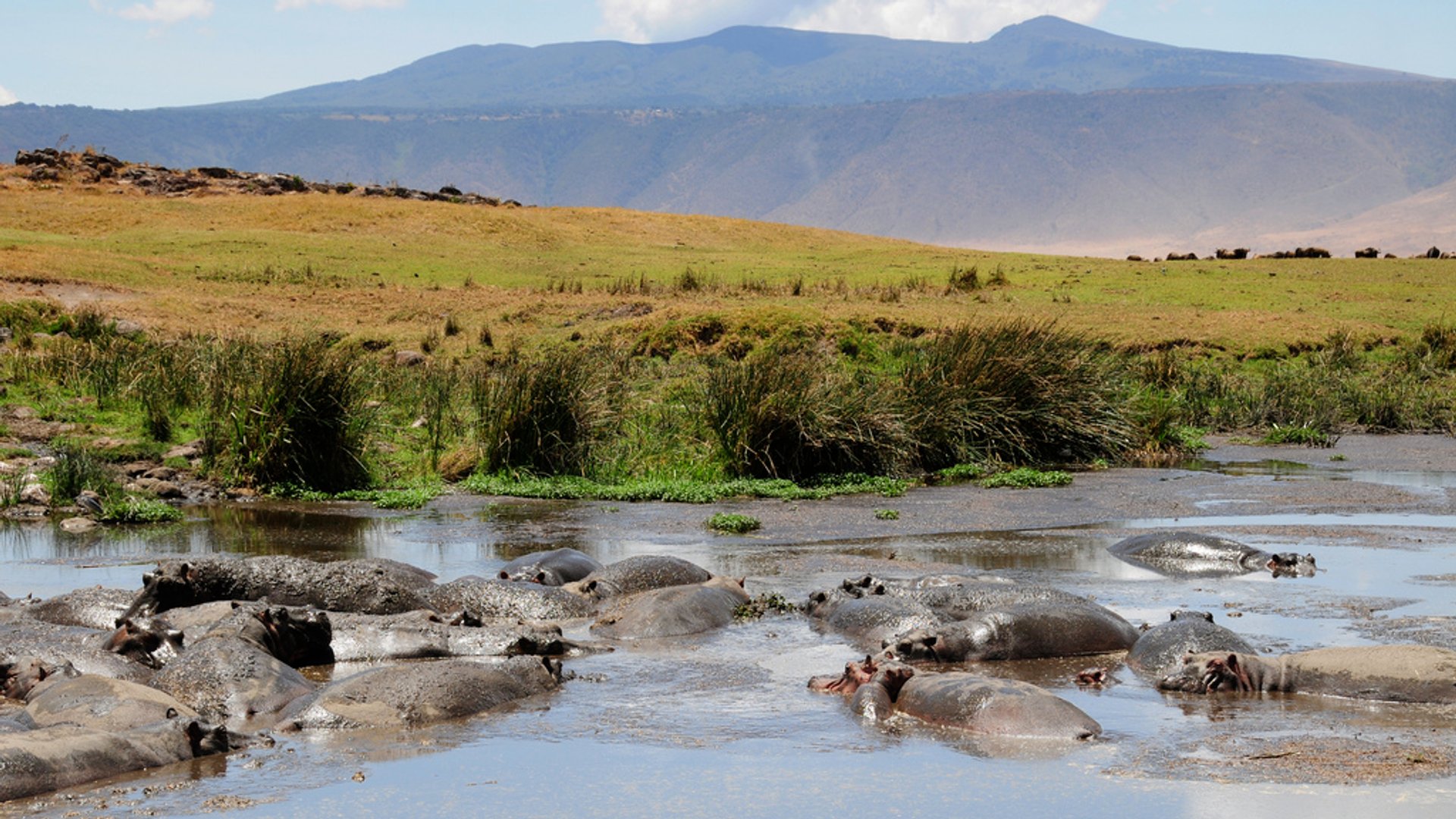 Watching Active Hippos