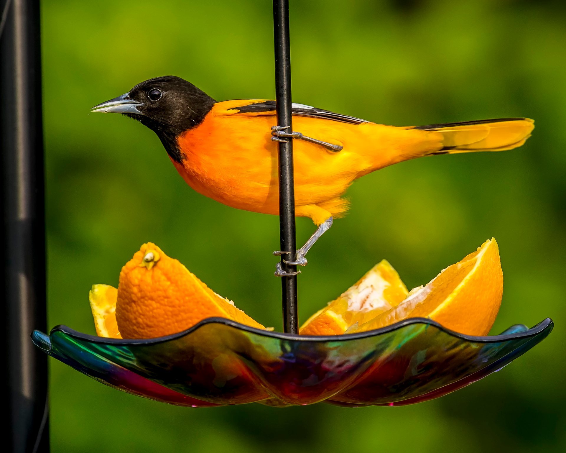 Baltimore Oriole - Wildlife in Winter