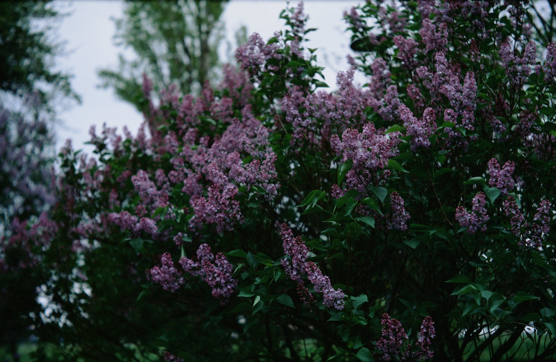 Temporada do lilac