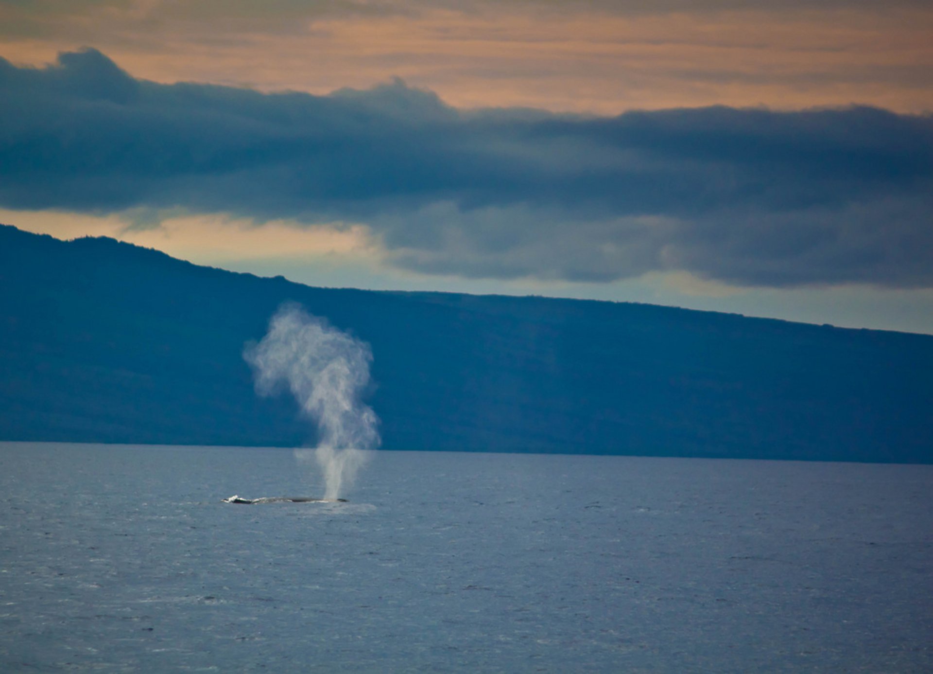 Whale watching (Osservazione delle balene)