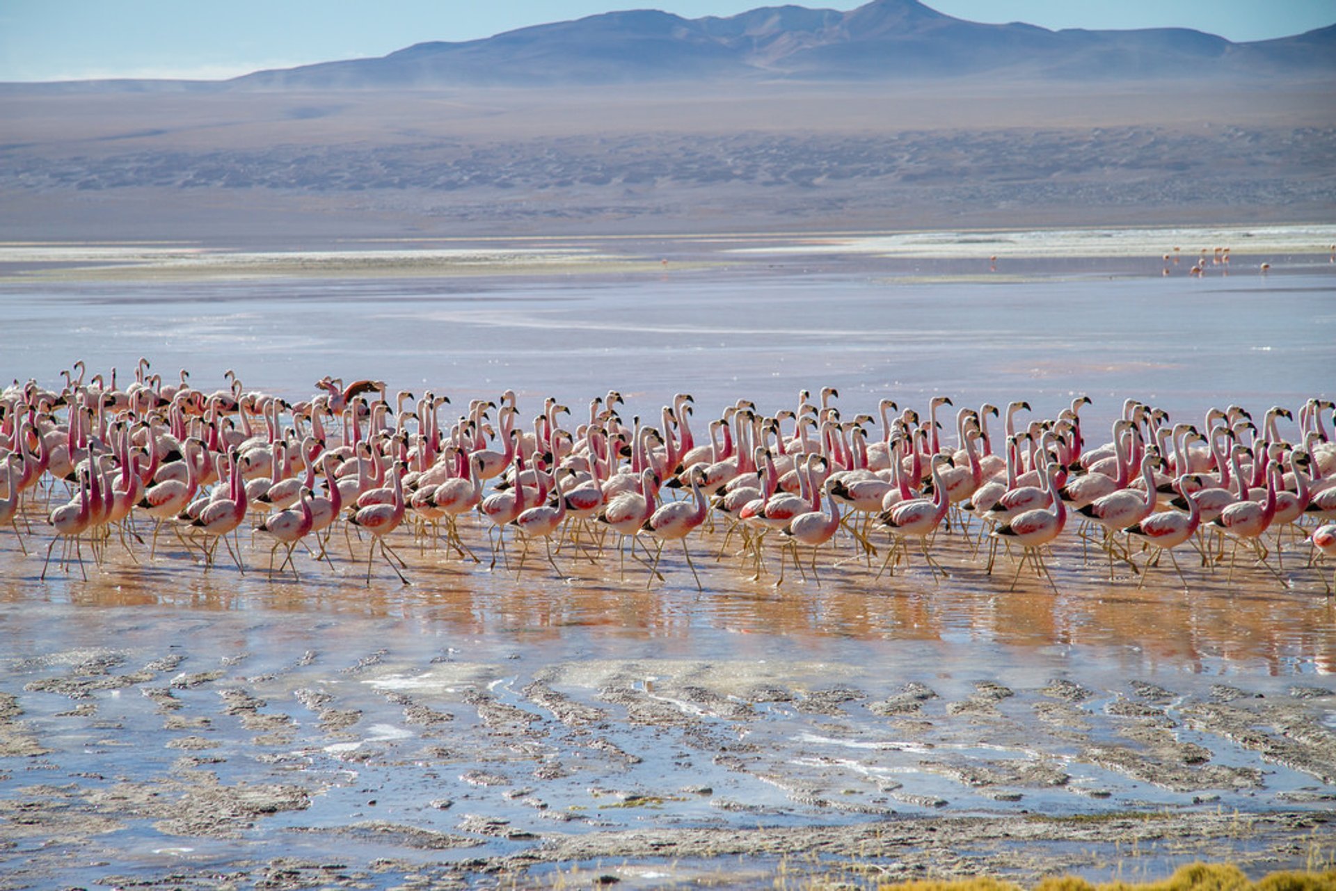 Flamants roses