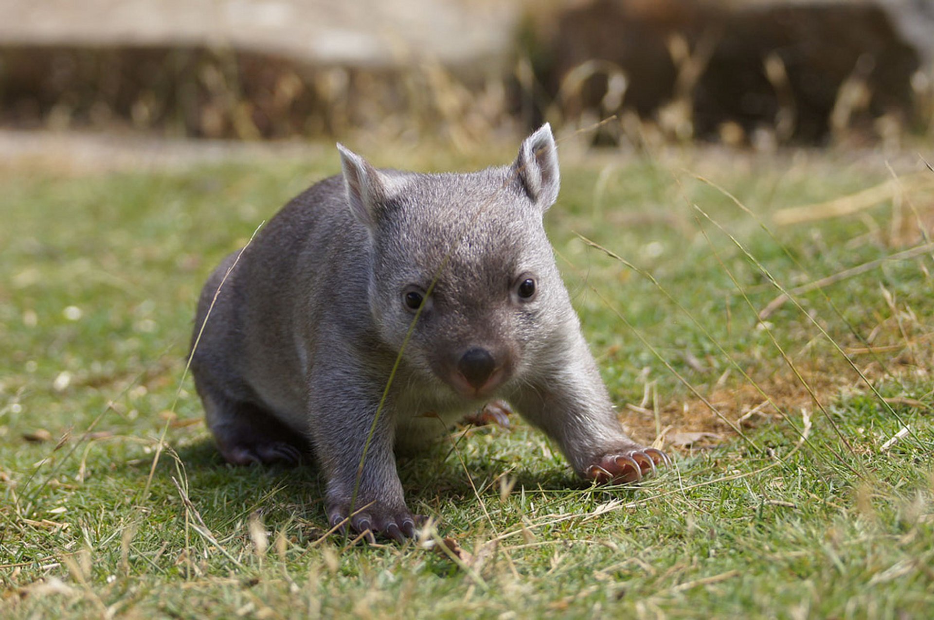 Wombat beobachten