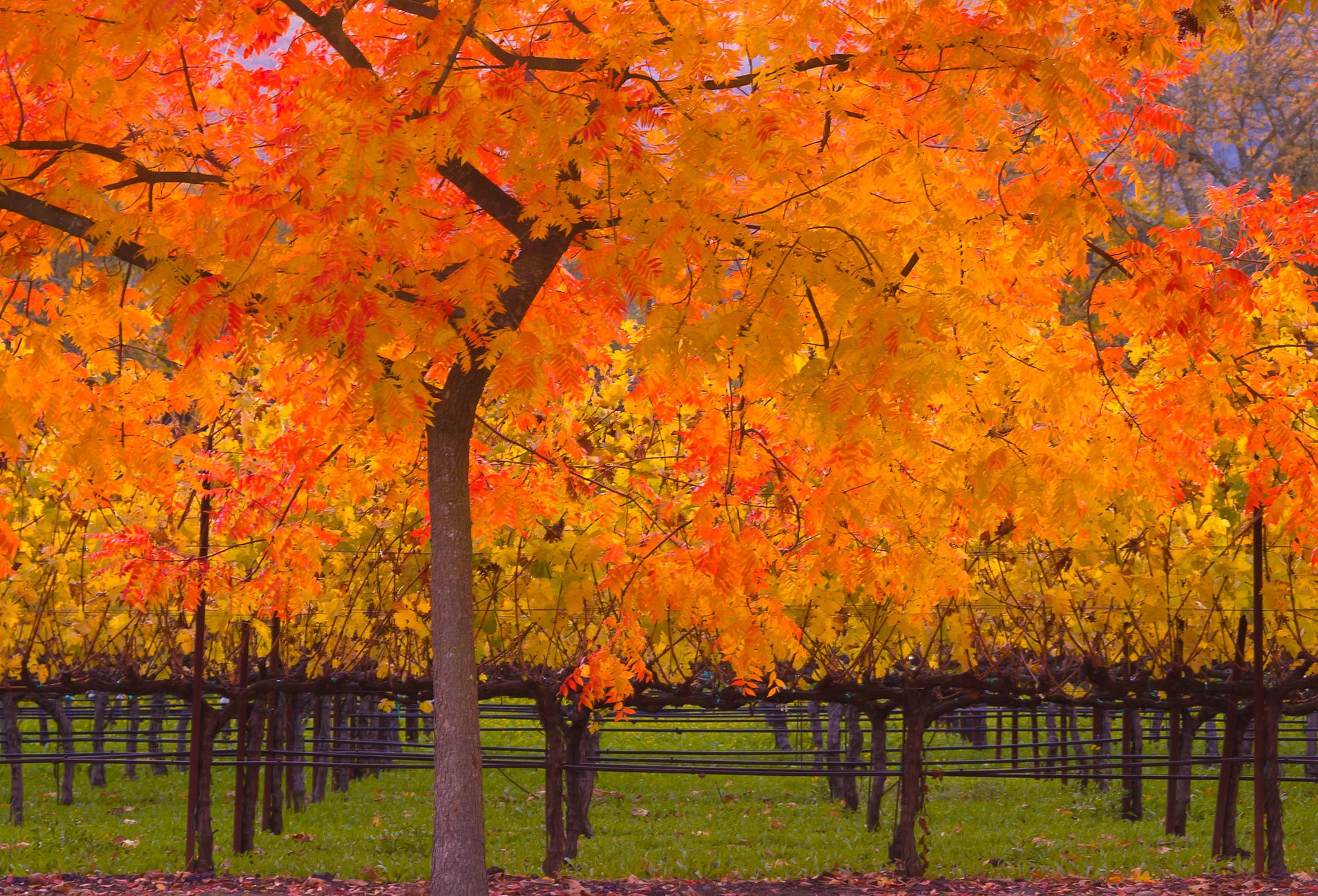 Colori di autunno della California