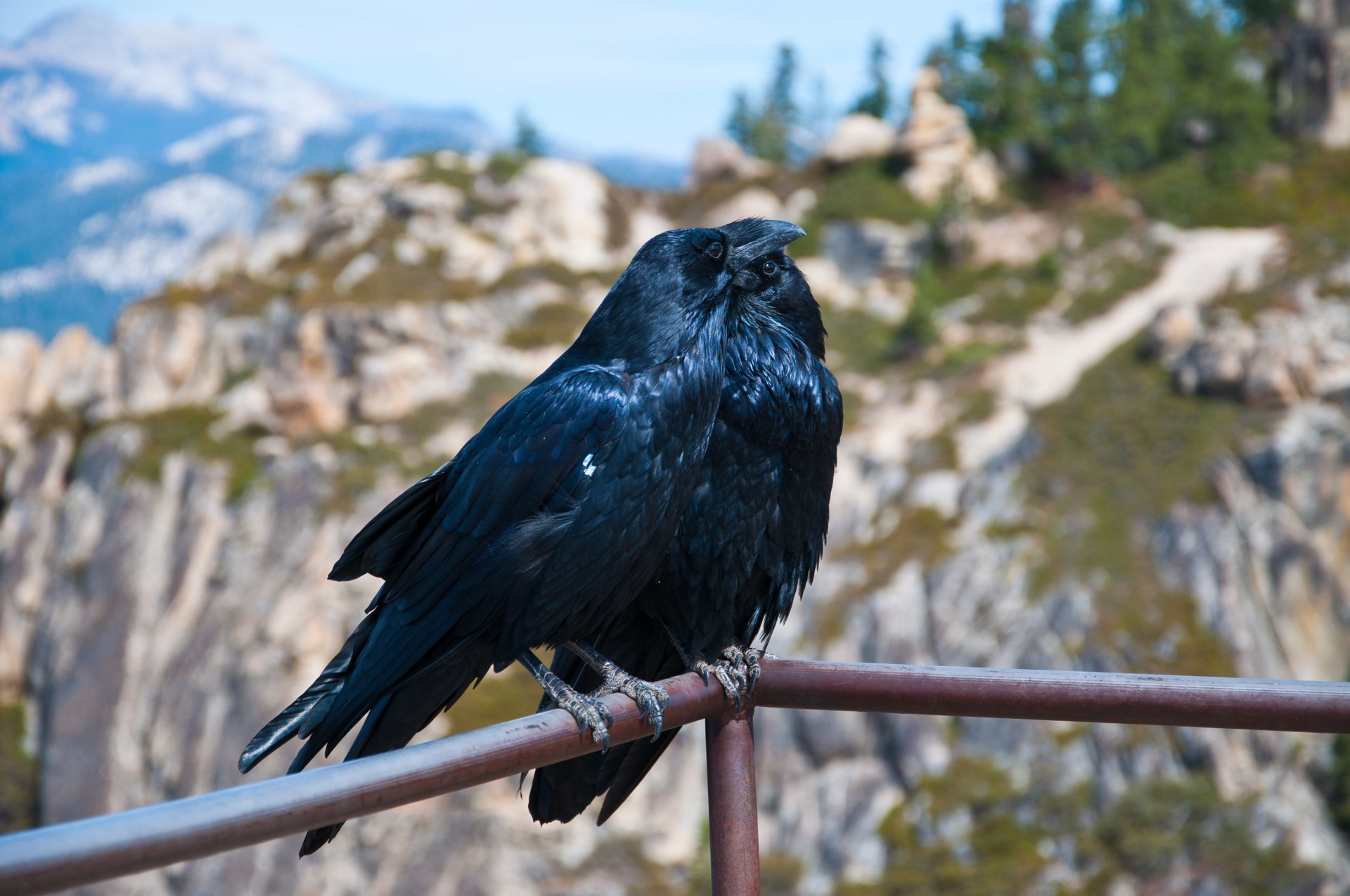 Observation des oiseaux