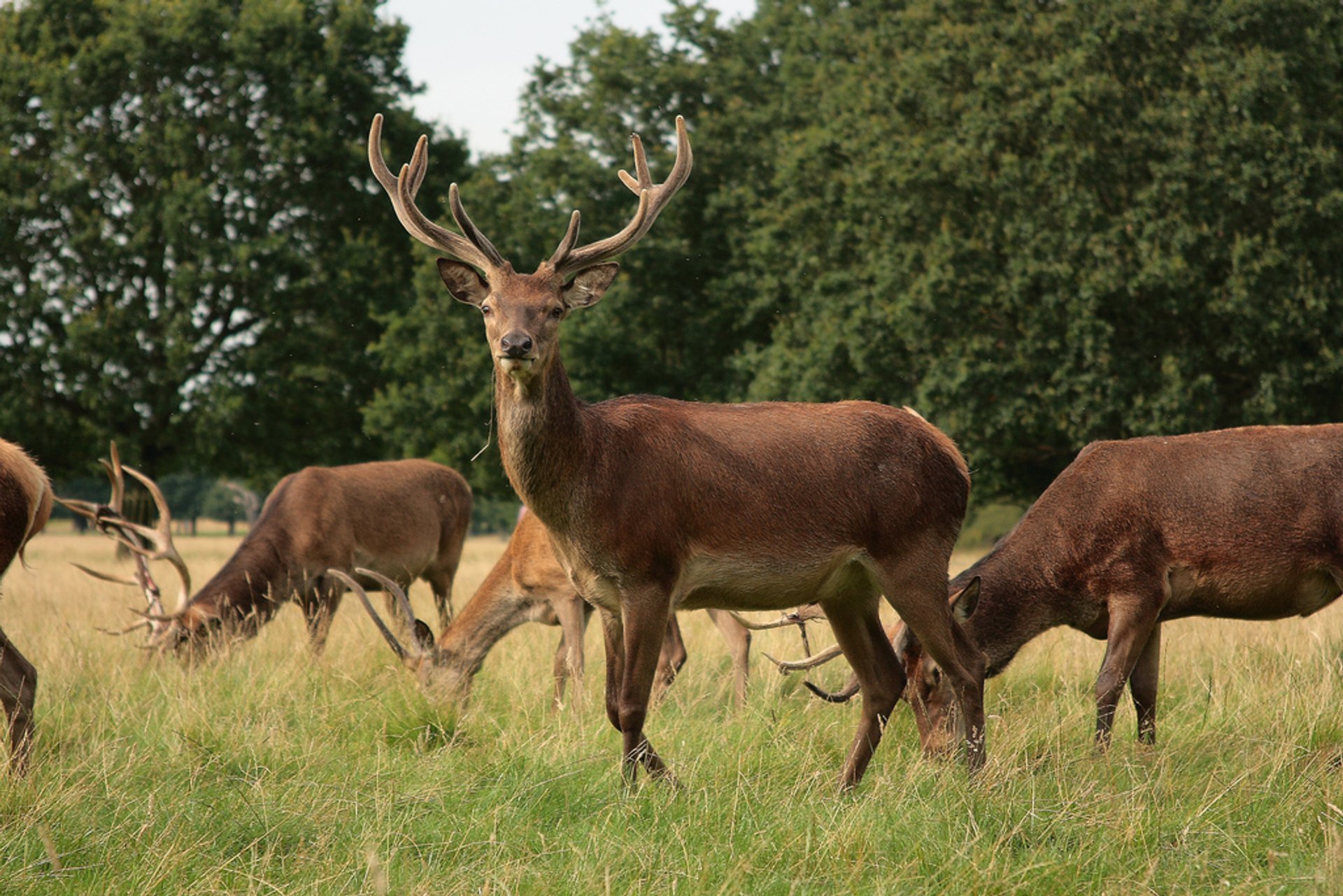 Veados assistindo em Richmond Park