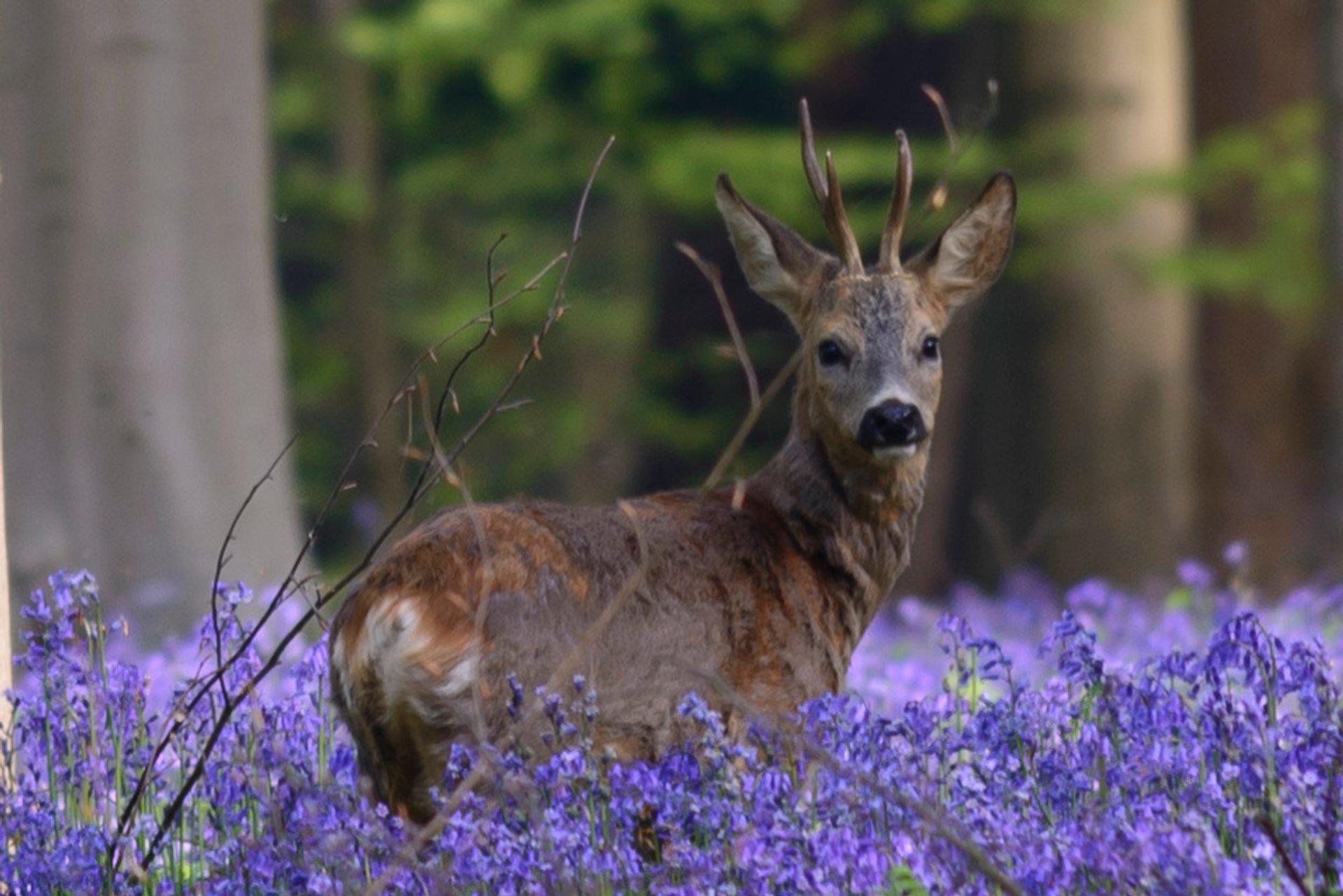 Hallerbos