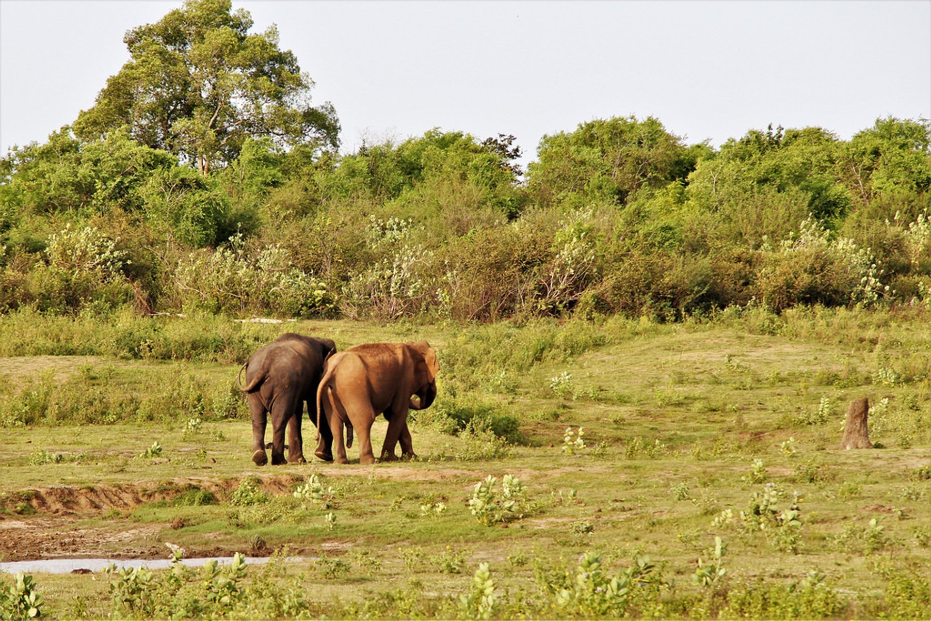 Elefantensafari im Udawalawe-Nationalpark