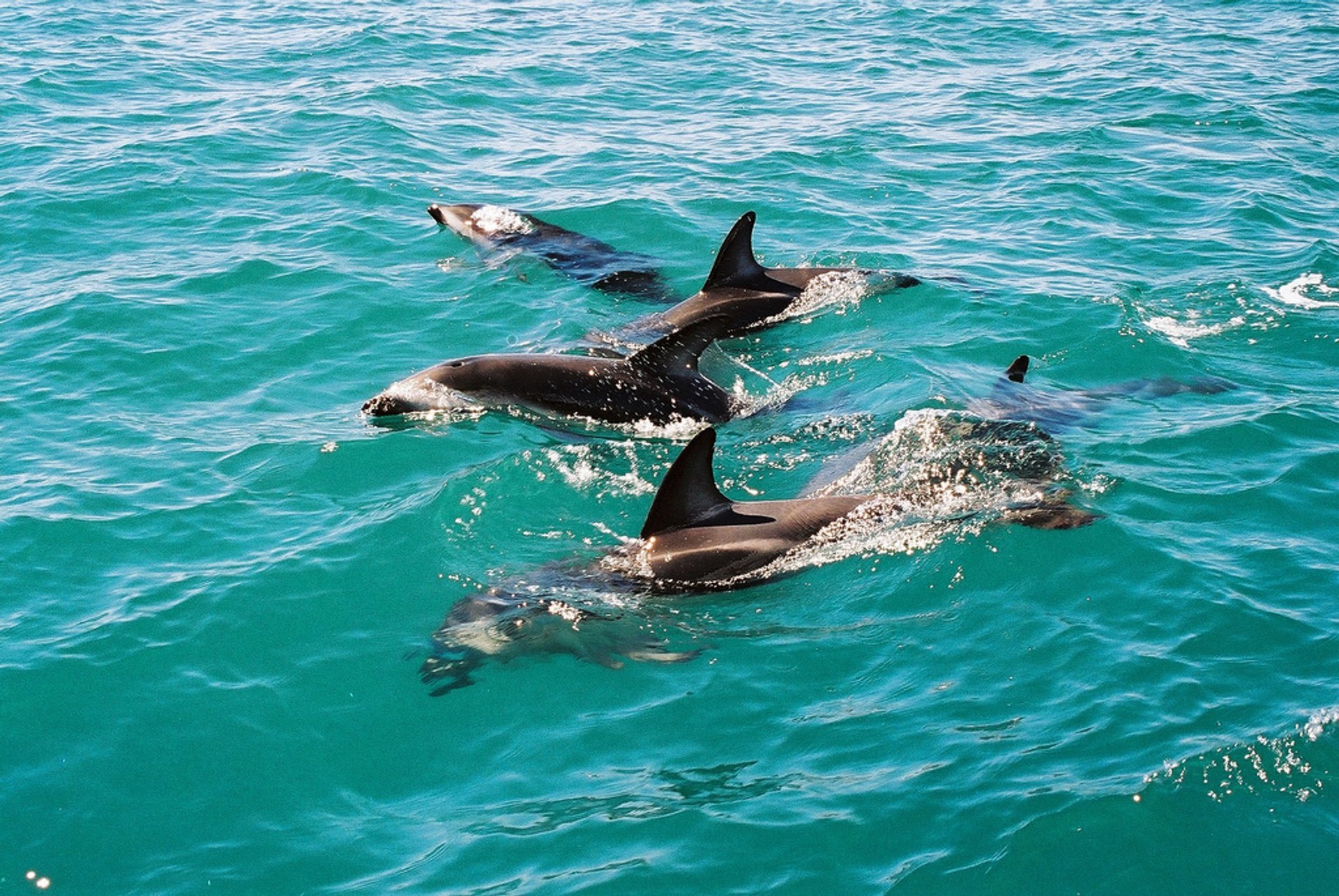 Rencontre avec les dauphins